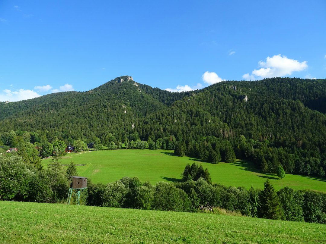 Zieleniec