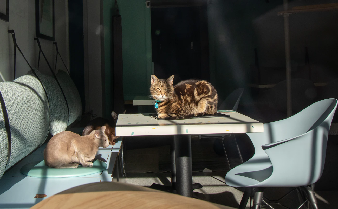 室内のテーブル周りで過ごす複数の猫