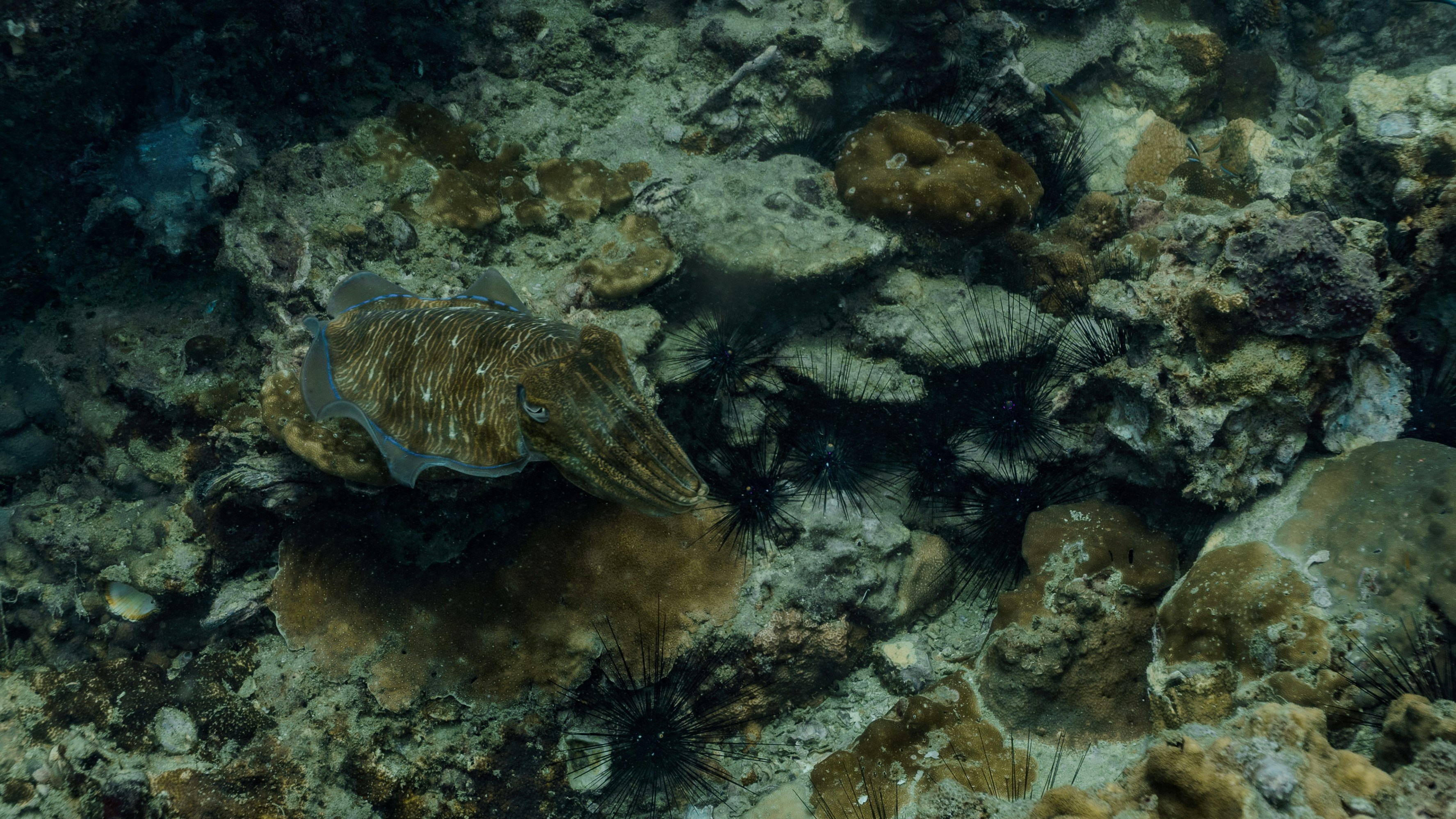 A cuttlefish blends with the ocean floor.