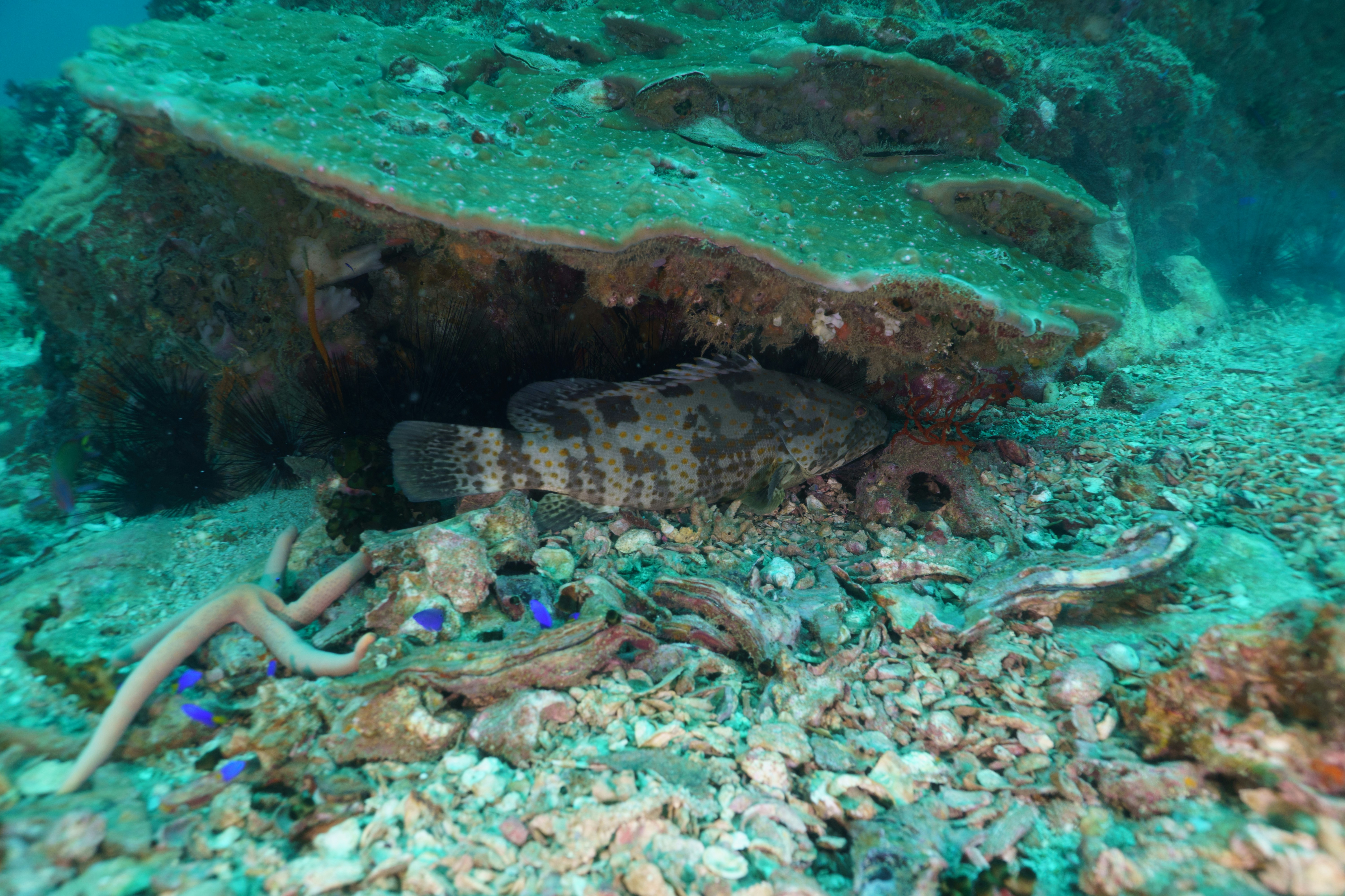 A grouper rests under a coral reef.