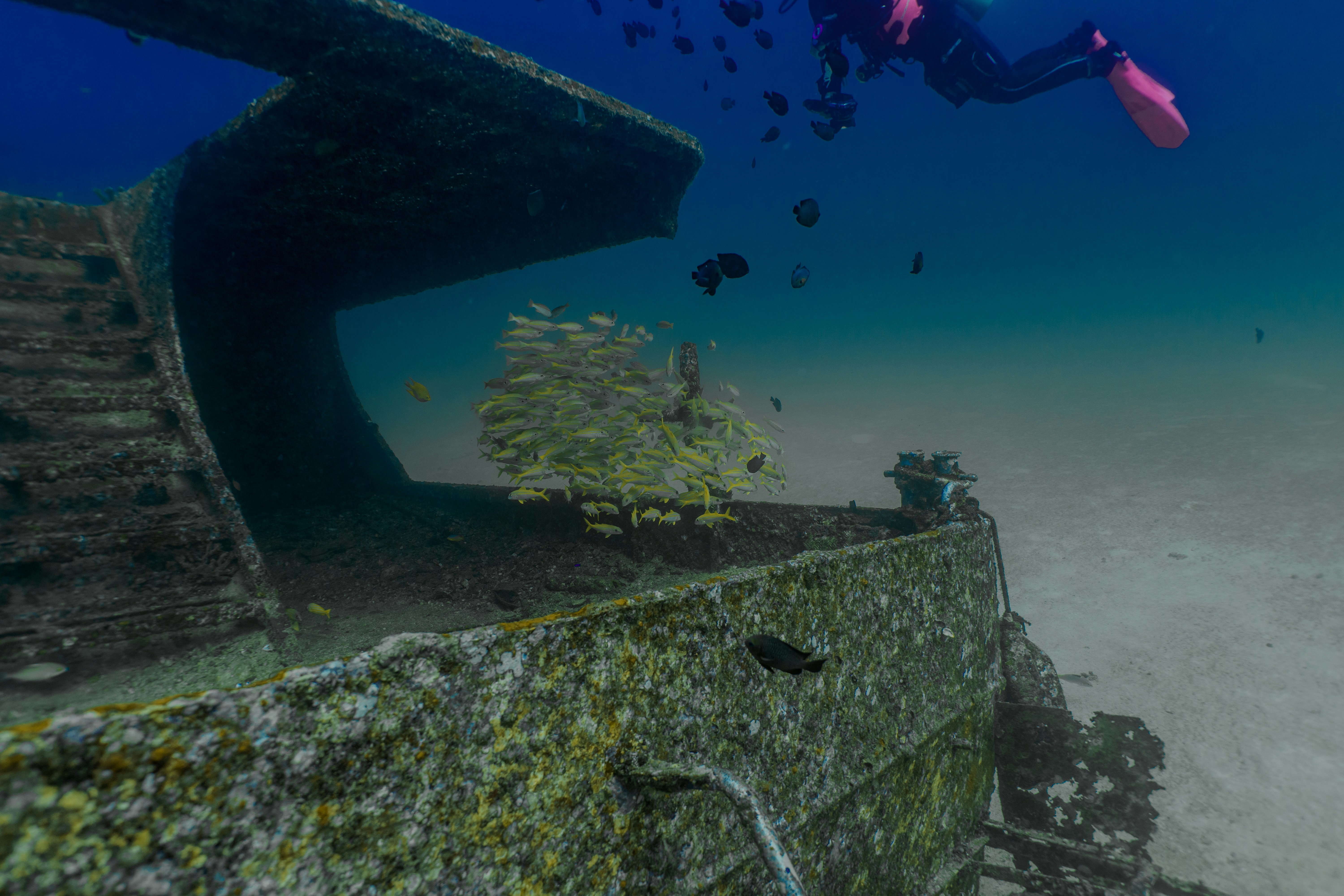 Scuba diver explores an underwater shipwreck with fish.