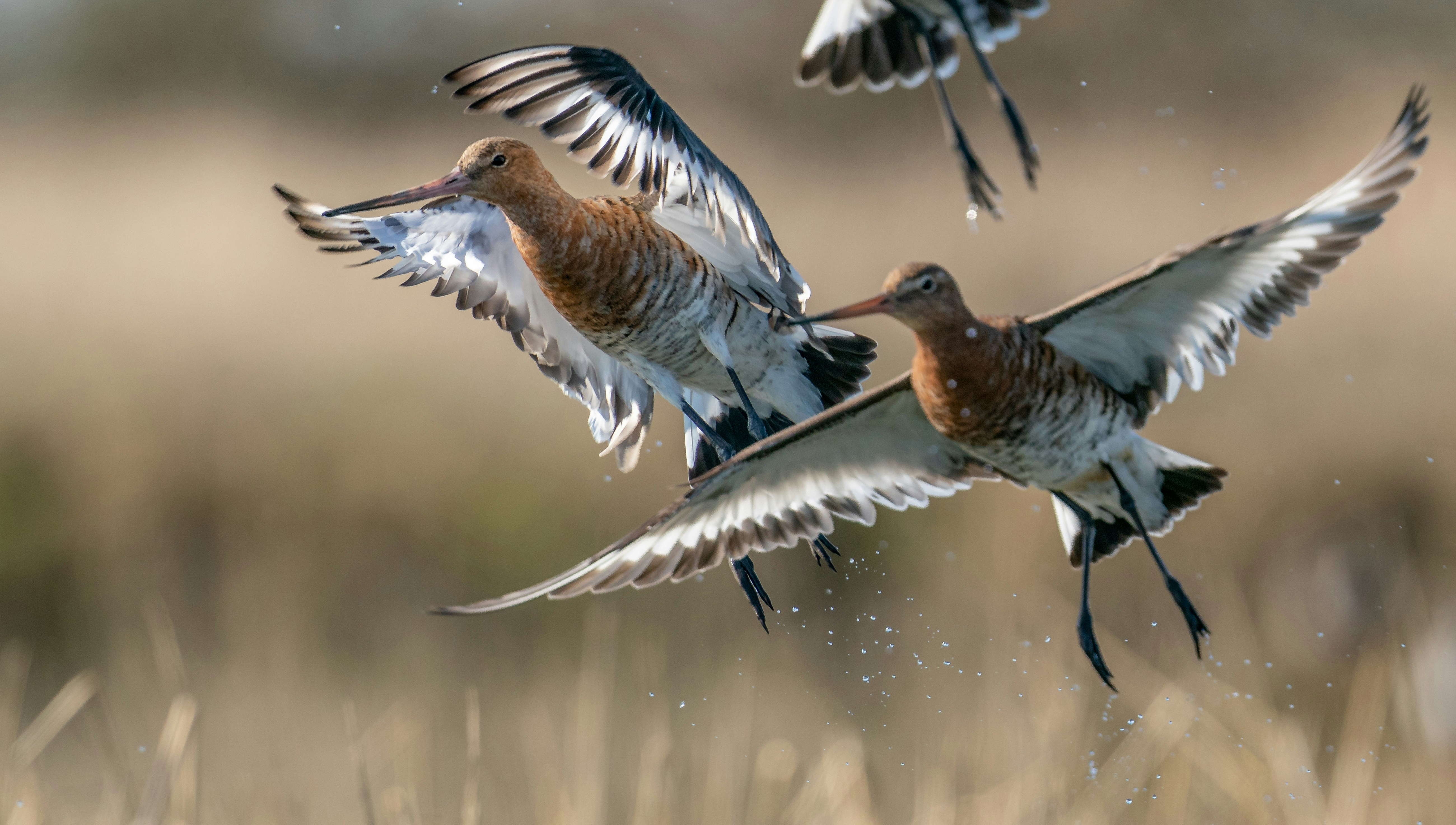 A Step-By Step Guide To Fela Railroad Settlements