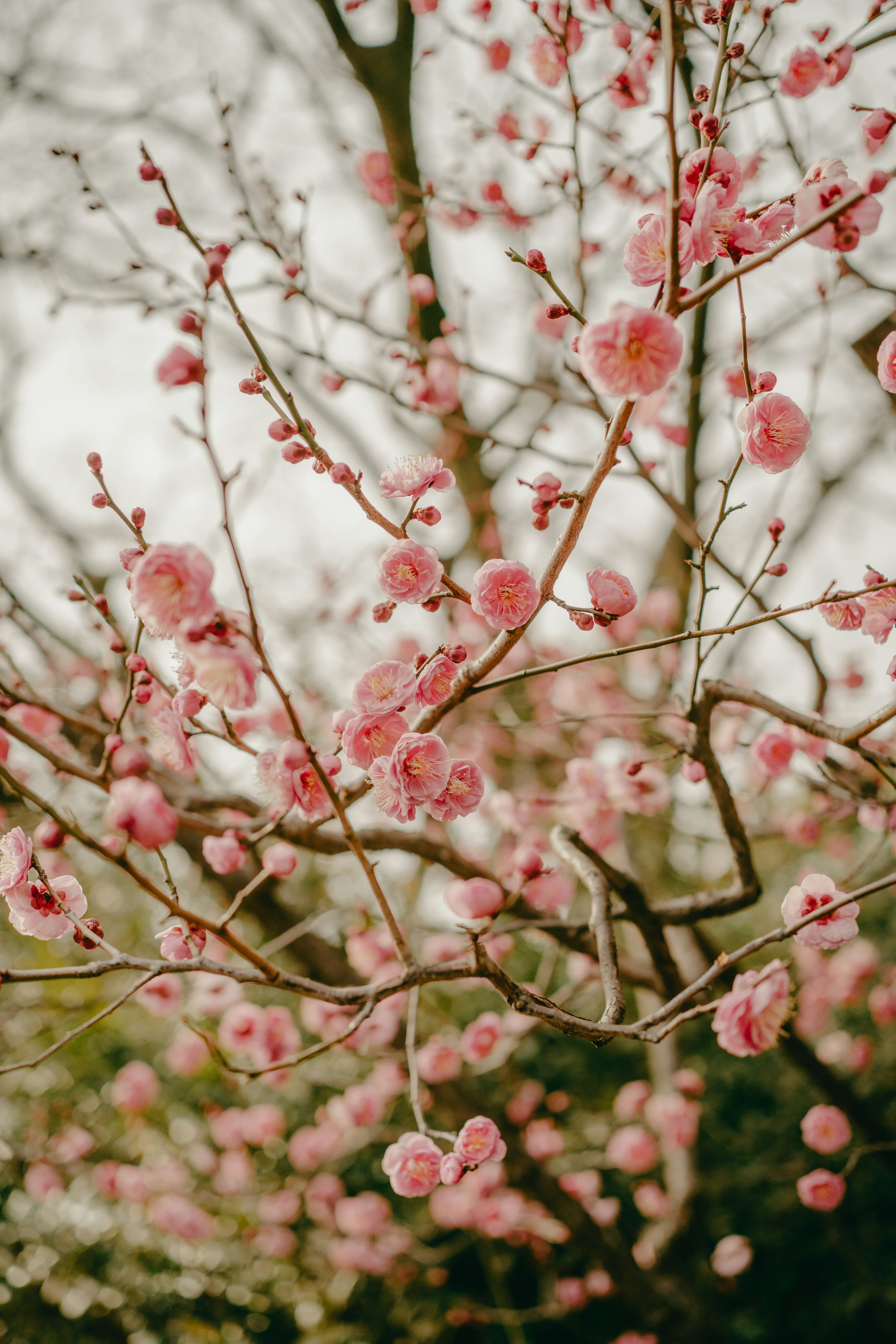 Photo by thesobanahmed