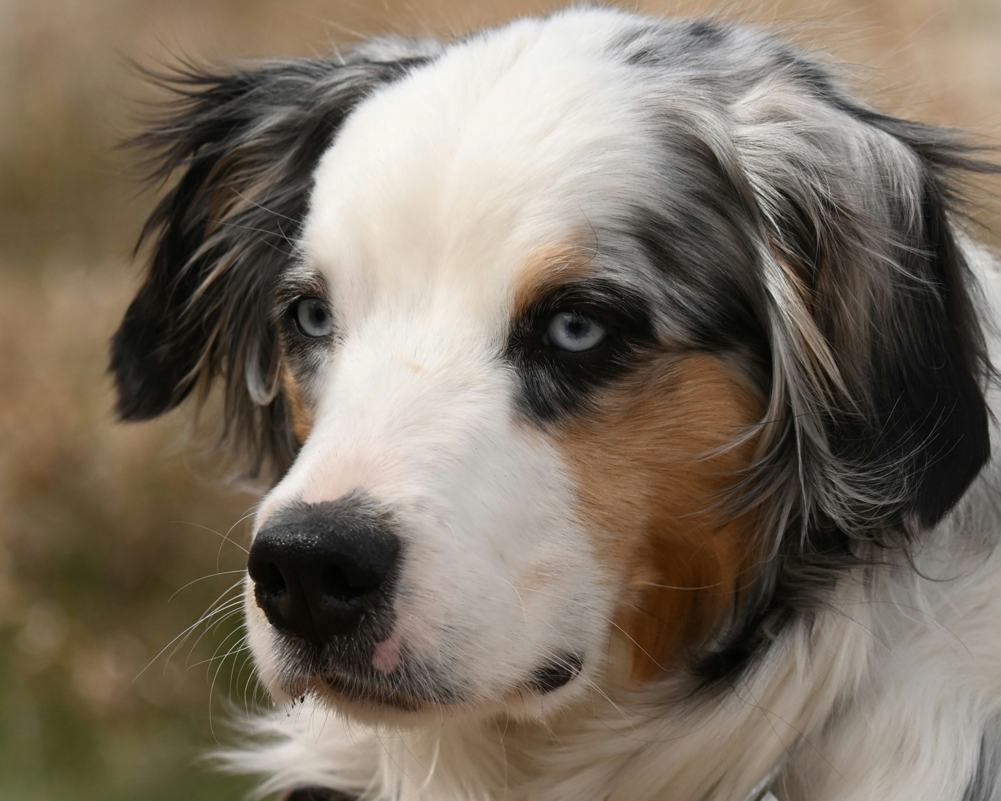 Patterdale Terrier Kelpie australiano Raça rara (cão) Raça de cães Sporting  Group, Tudo sobre pastores alemães, carnivoran, cachorro Like Mammal,  outros png | PNGWing, image size:3000x2400