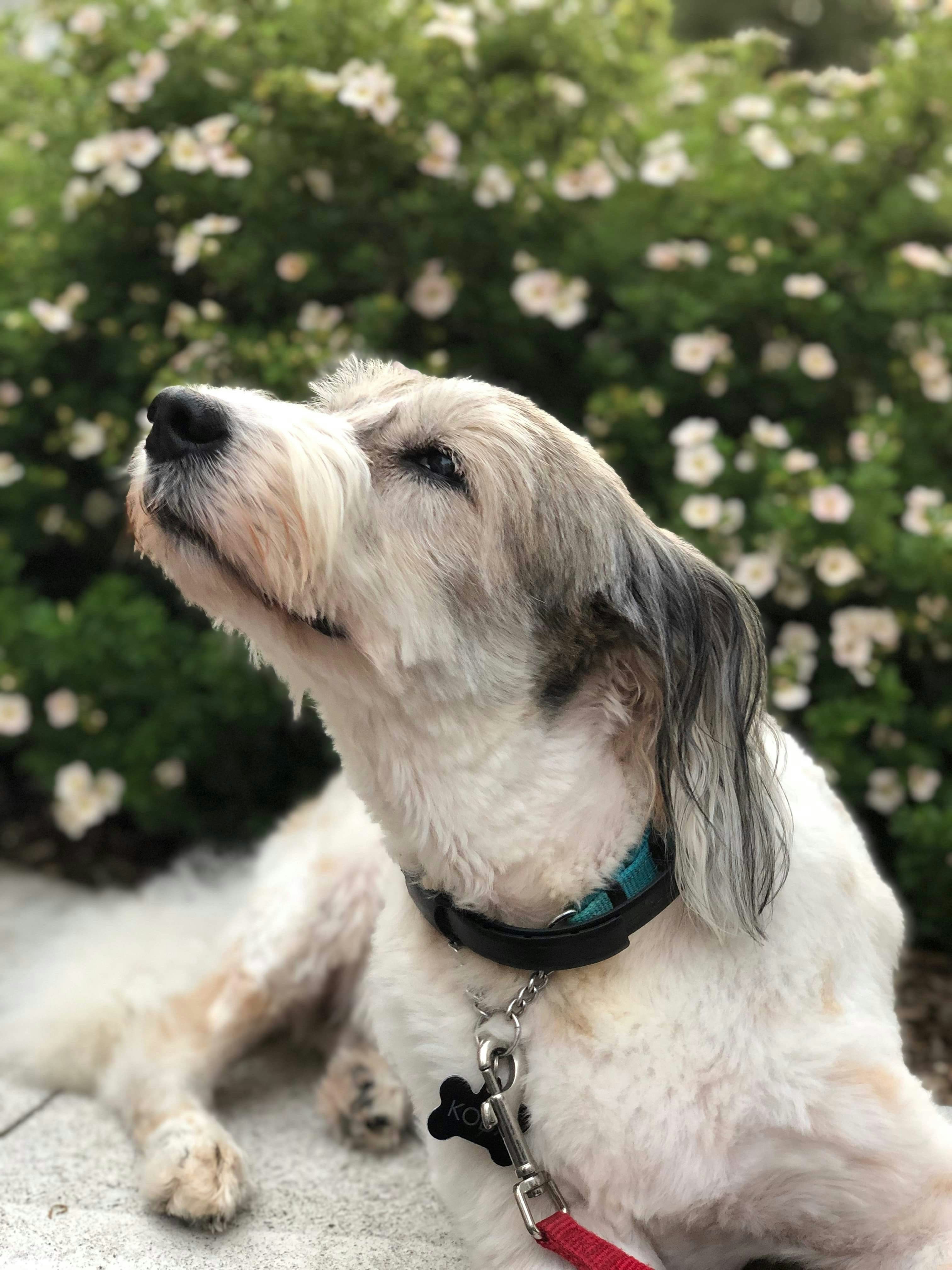 花の前で優雅にポーズをとる犬。
