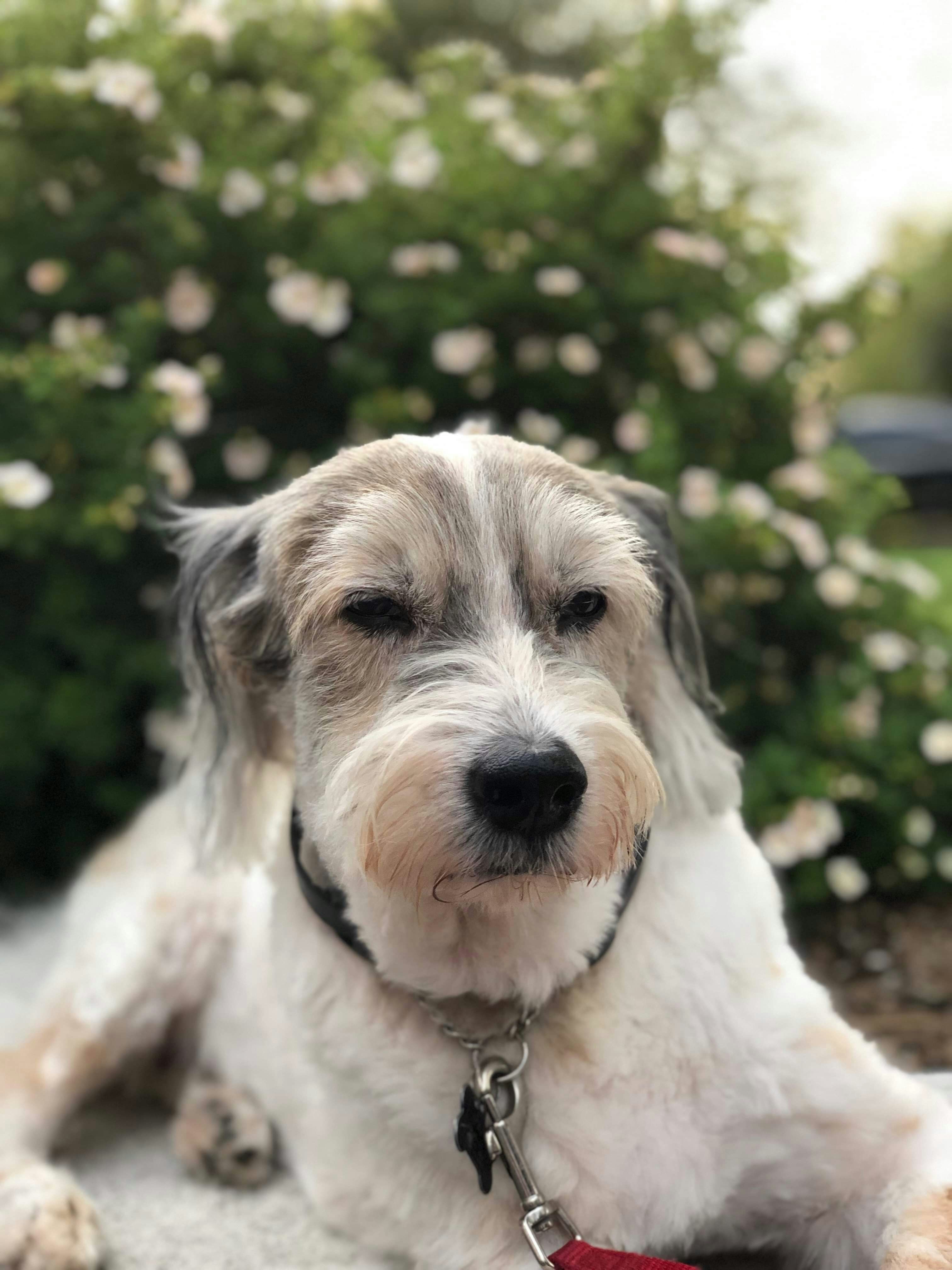 犬が花のそばで写真を撮っています。