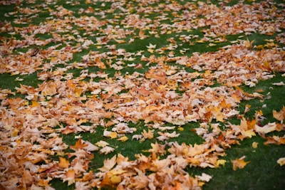 Autumn leaves cover a green lawn.