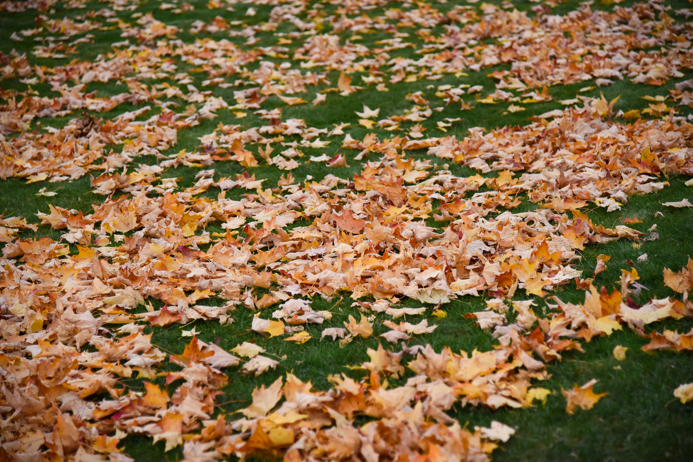 Green lawn scattered with early autumn leaves