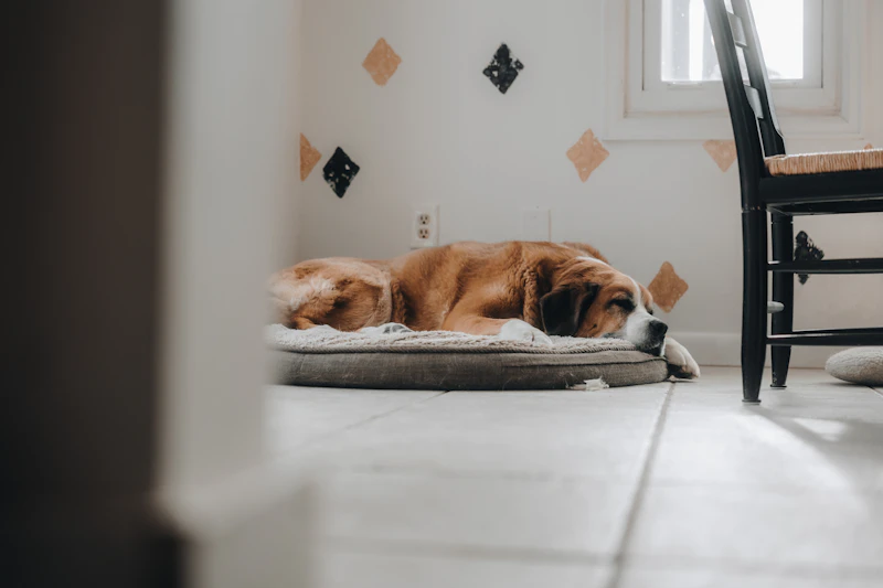 Dog sleeping in bed