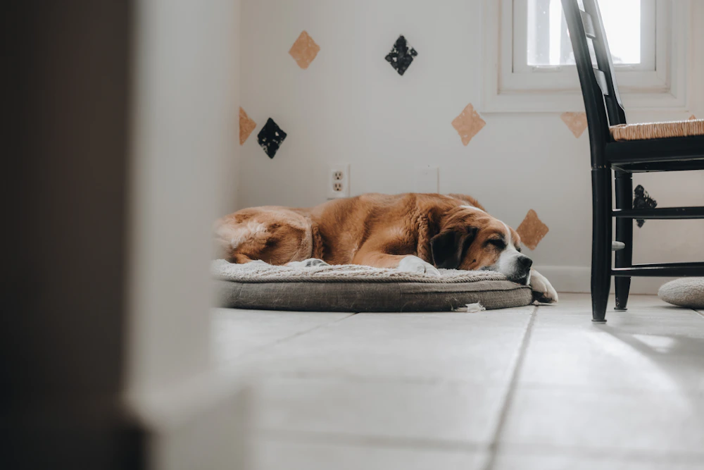 Large dog resting on a bed indoors