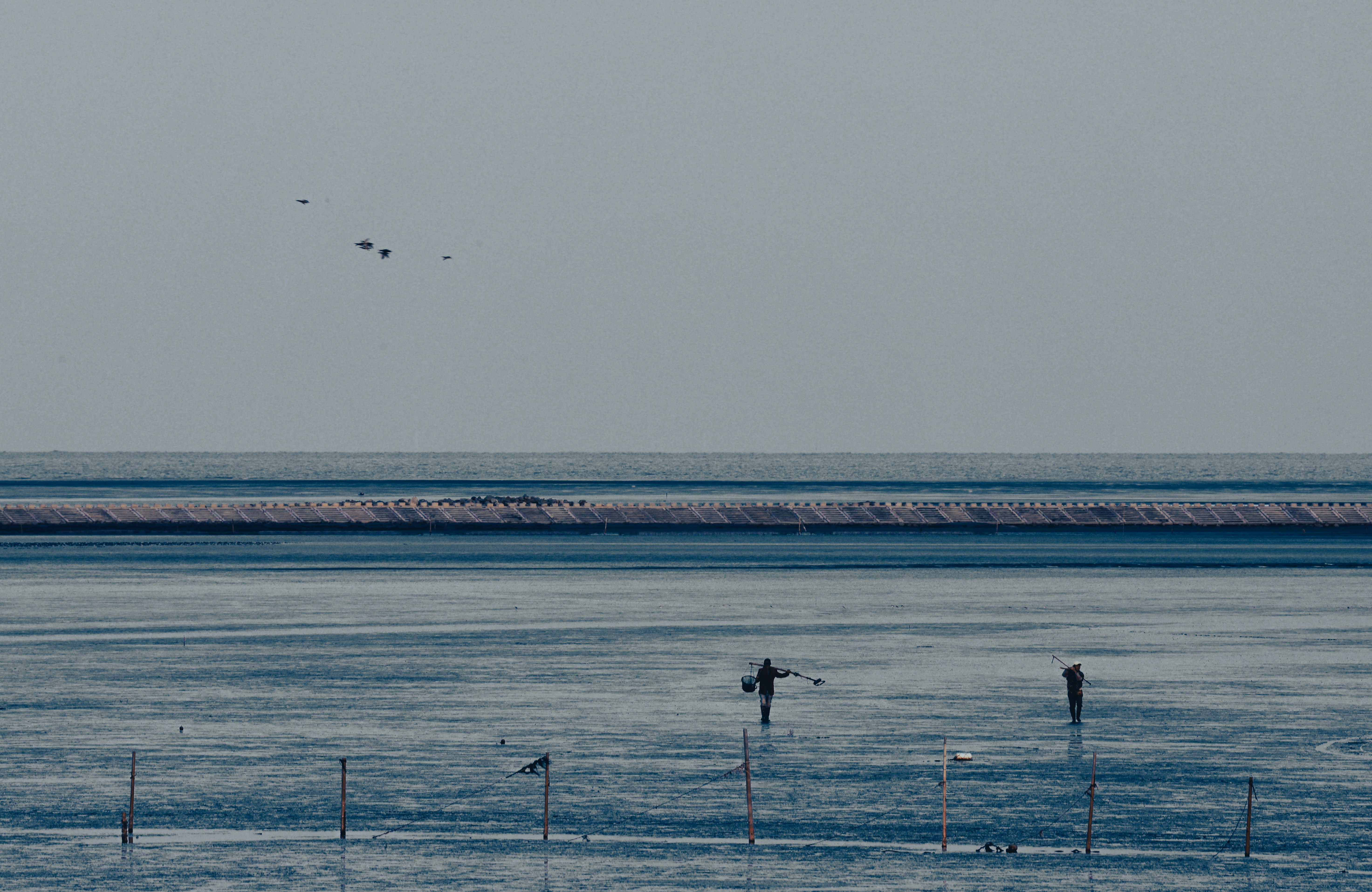 Birds fly over water with visible horizon line.