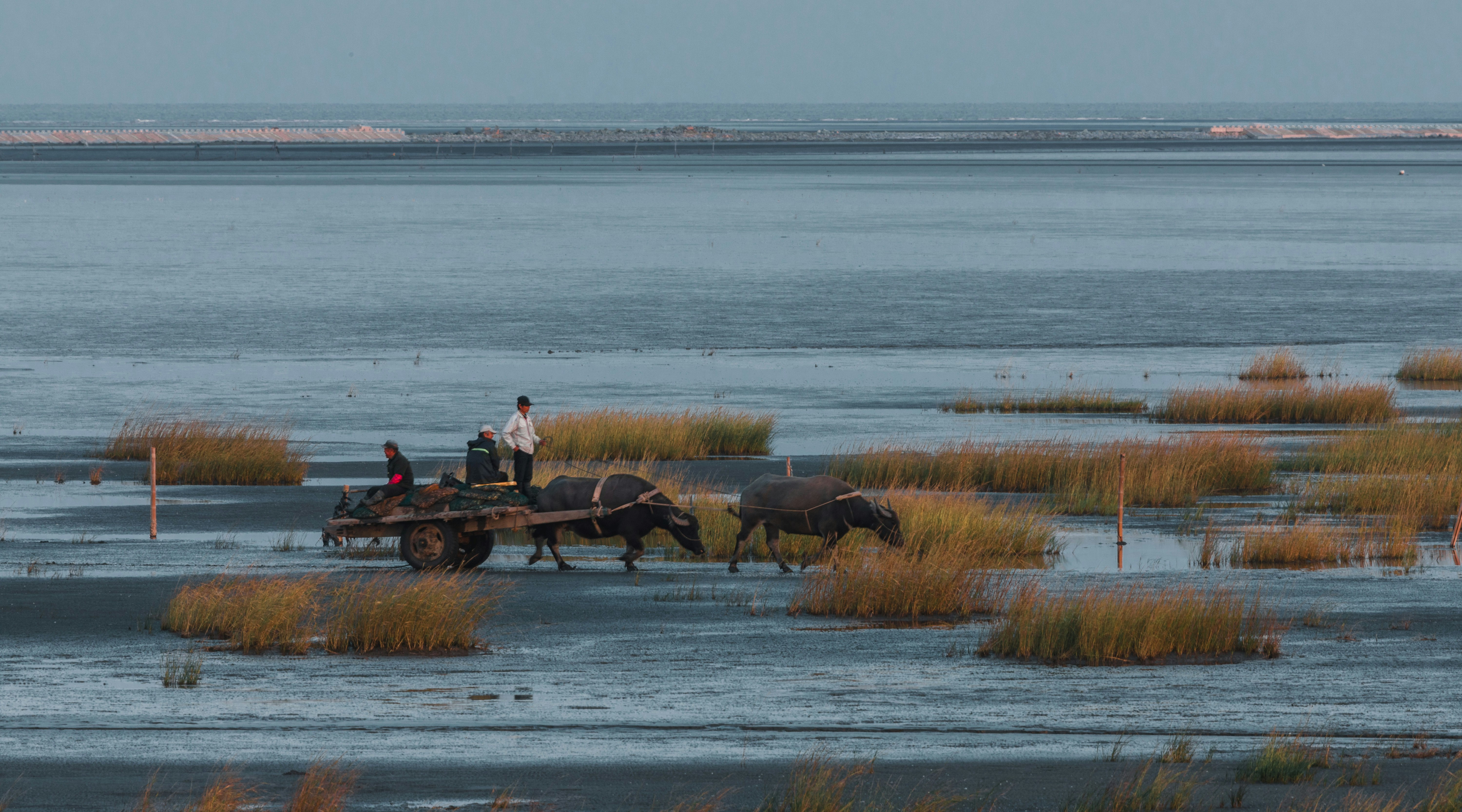 Buffalo pulls cart through shallow water.