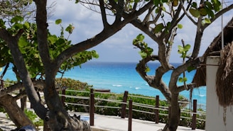 Trees frame a view of the turquoise ocean.