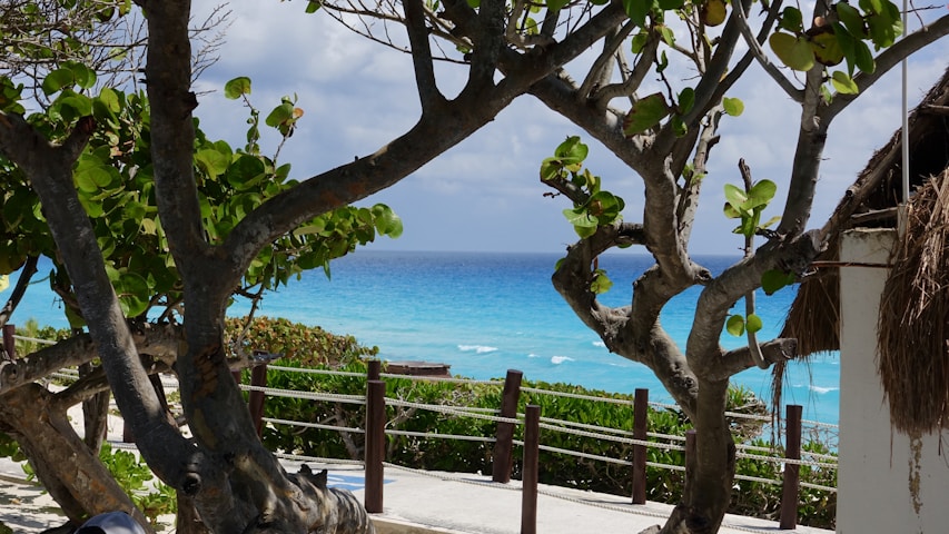 Trees frame a view of the turquoise ocean.