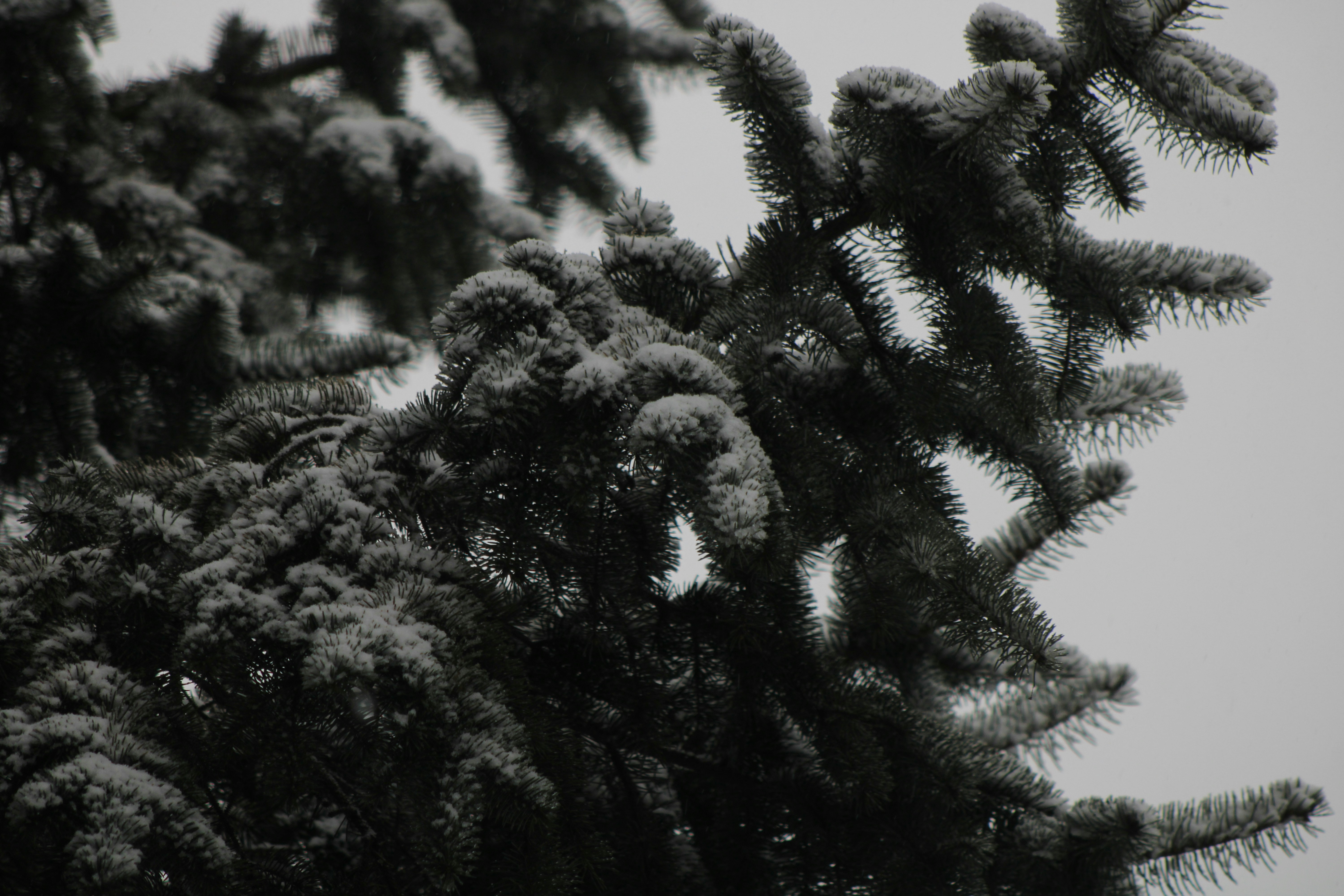 Photo by khaotic_lenz