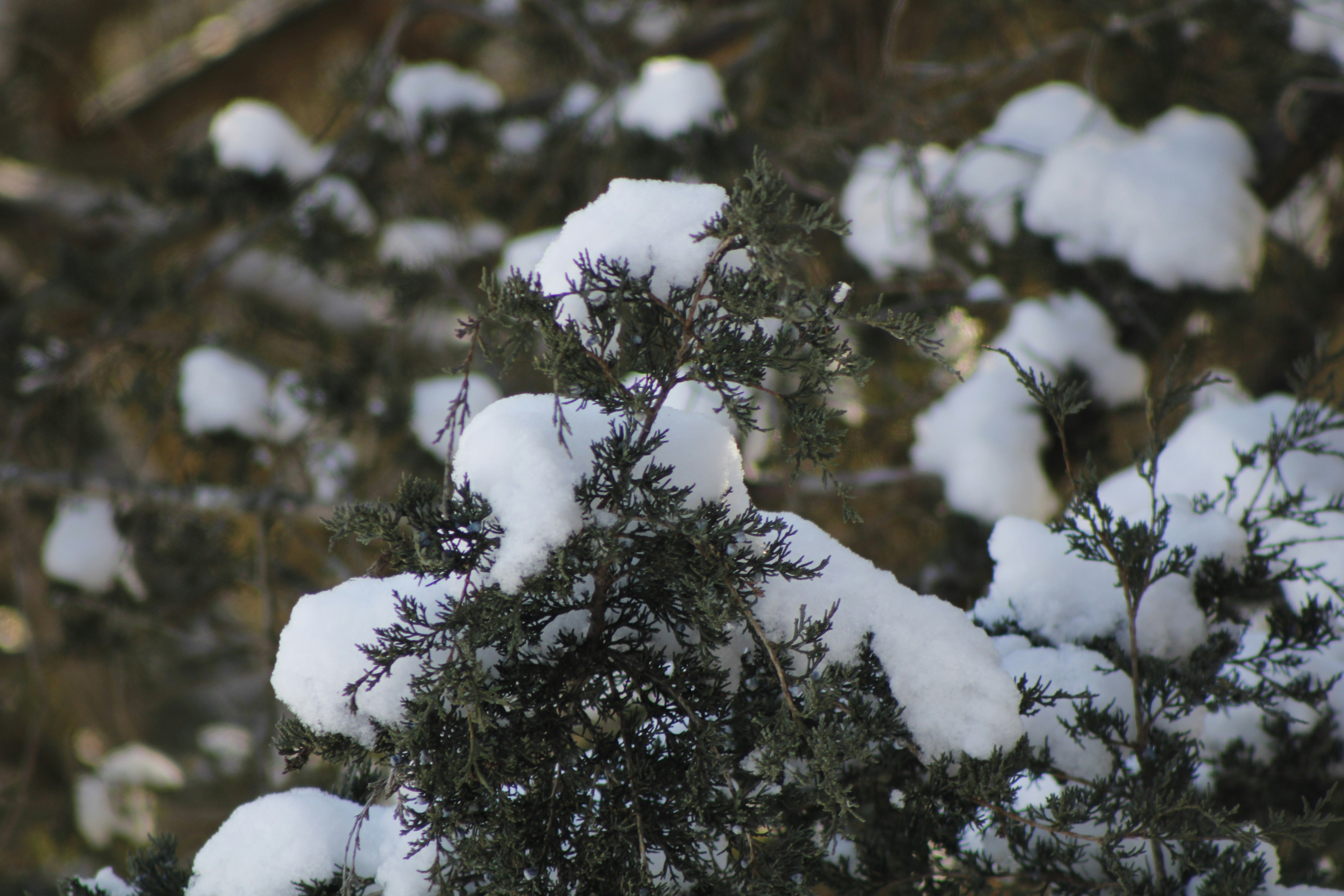 Photo by khaotic_lenz