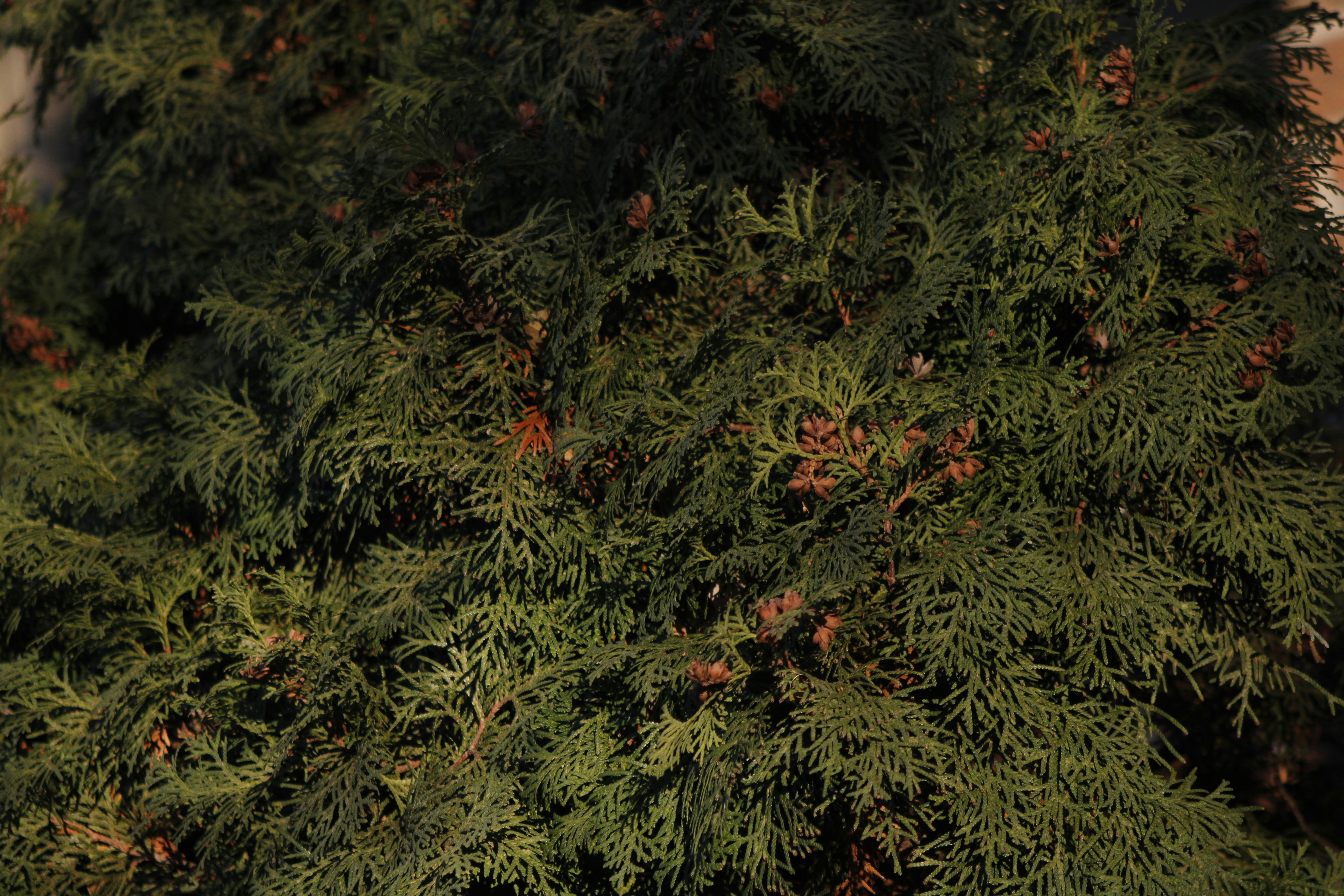 Photo by khaotic_lenz