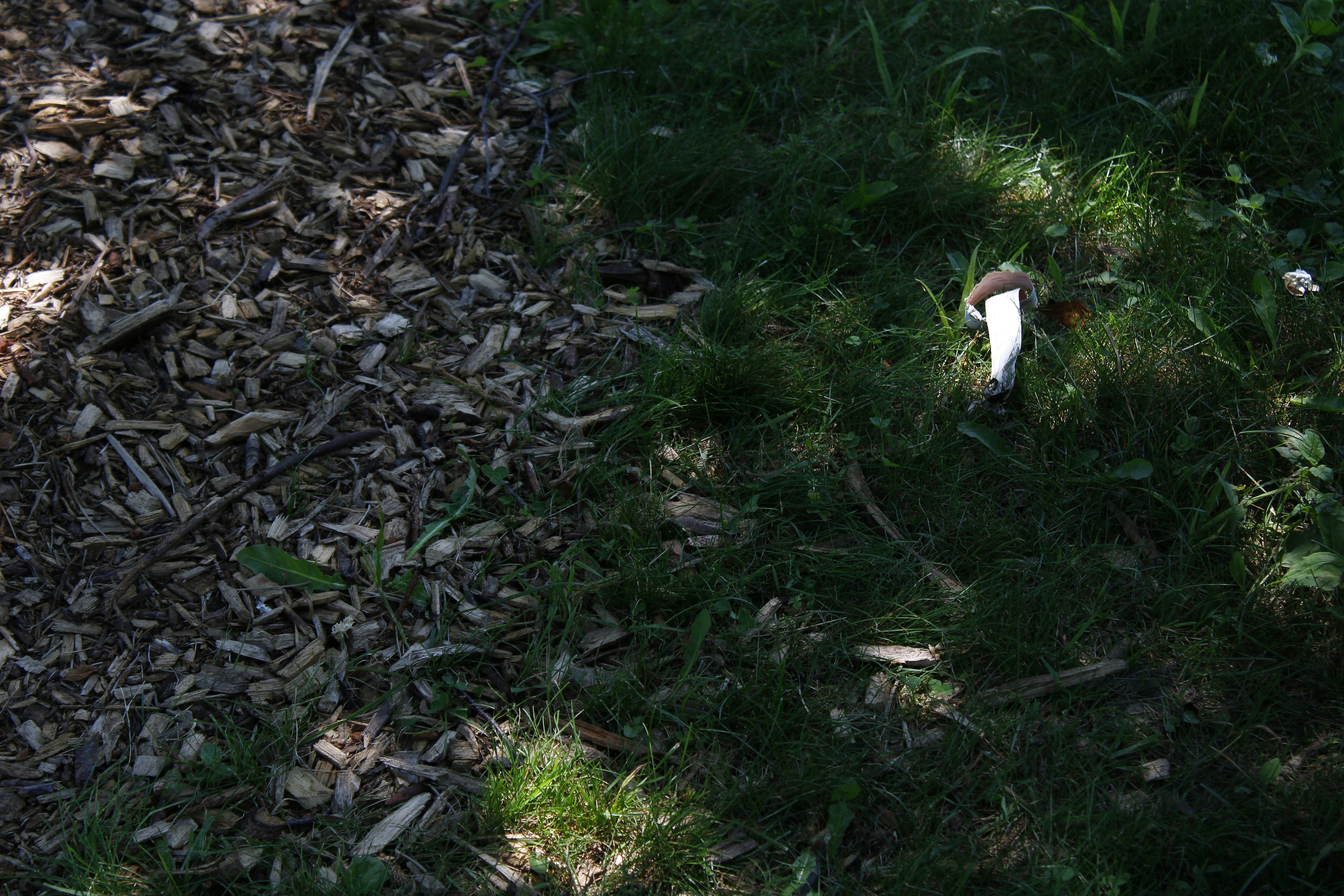 Wood chips and grass coexist in this image.