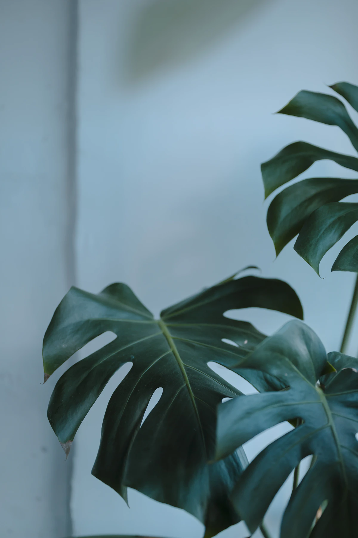 Established green Monstera plant against a blue wall