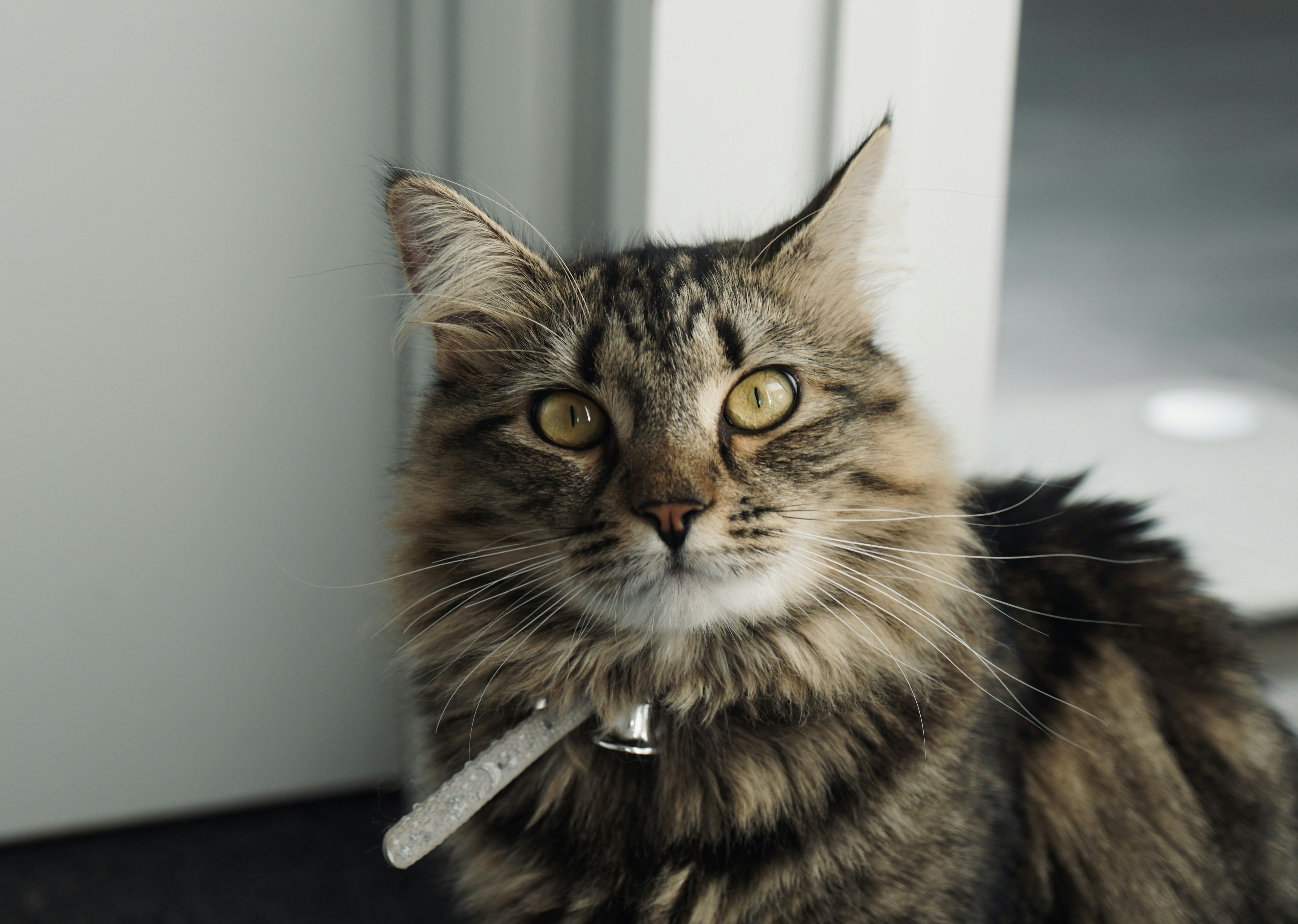 How to Check Your Cats Temperature Safely at Home