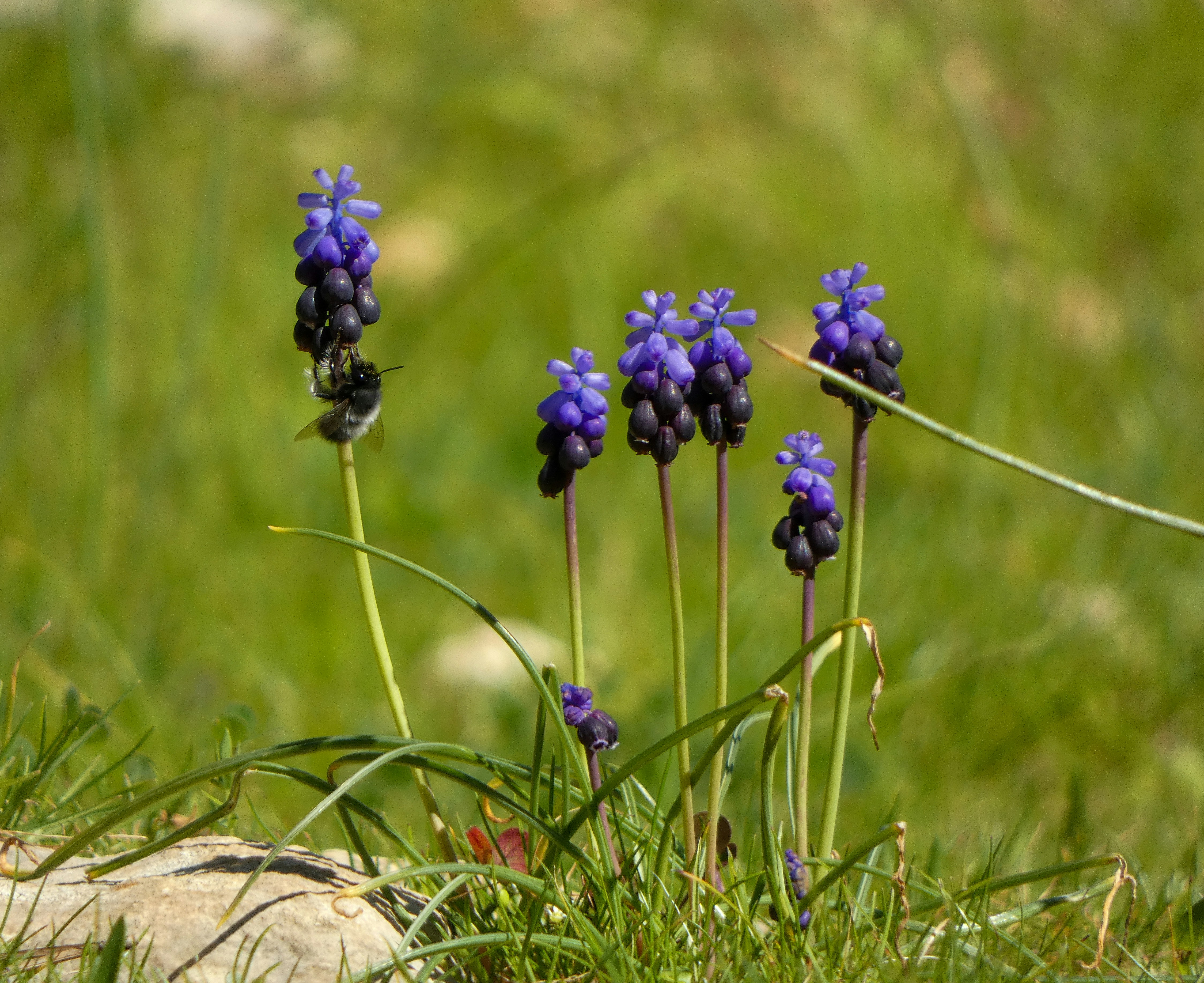 Purple grape hyacinth flowers bloom in a field.