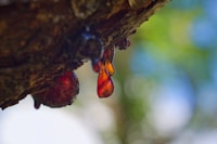 Dragon's Blood (Sangre de Drago)
