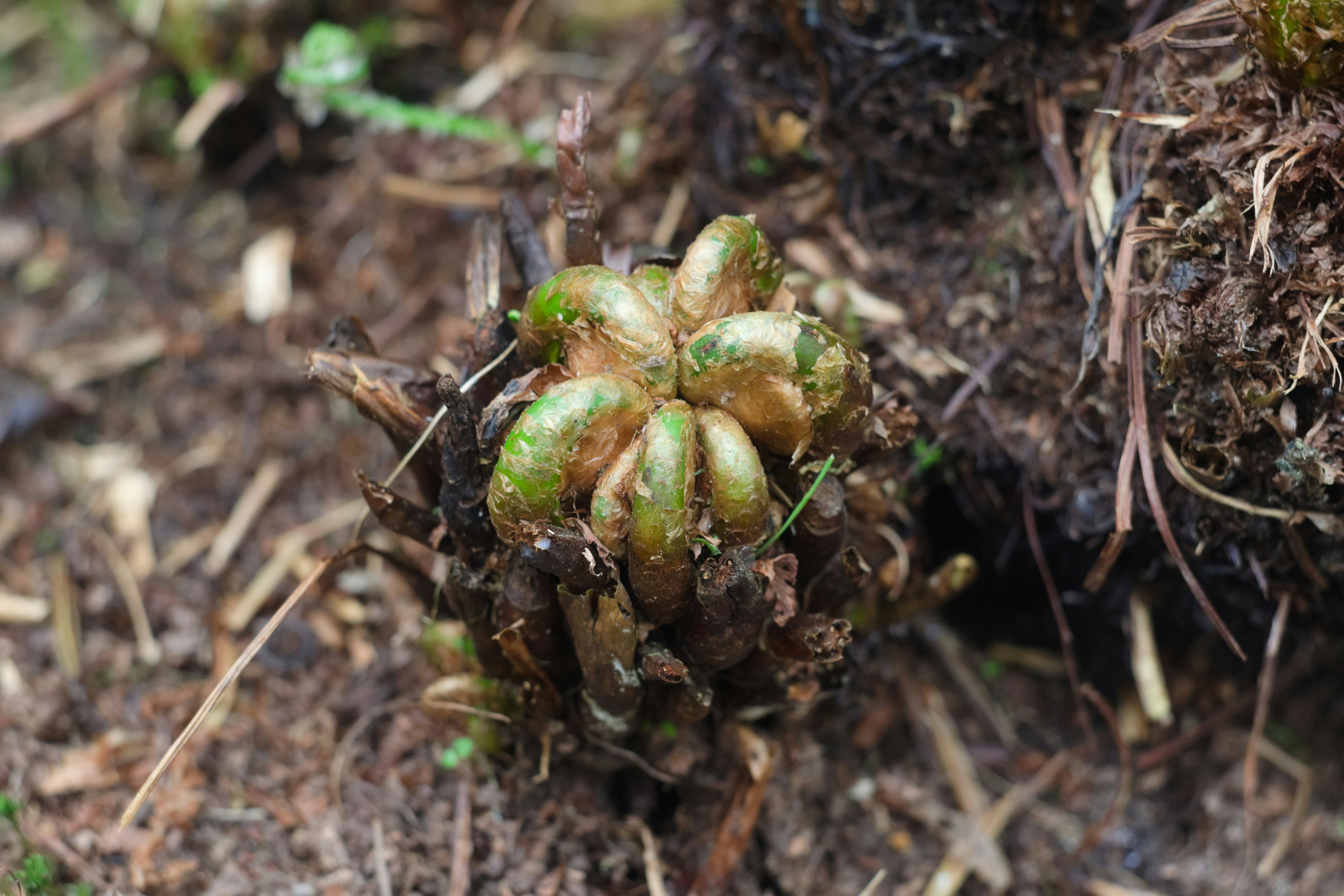 A plant bud emerging from the soil.