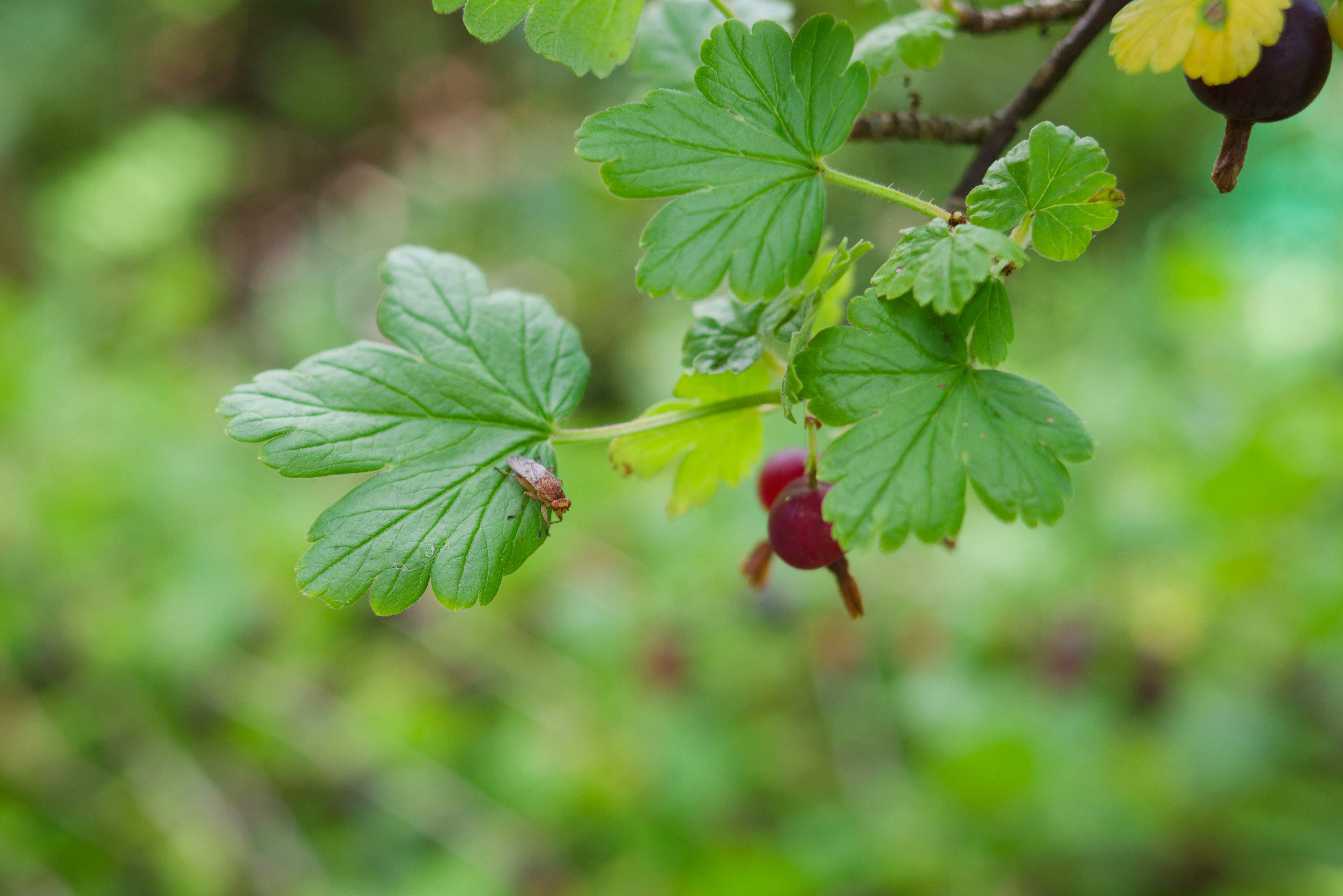 Gooseberry plant with leaves and ripe berries.
