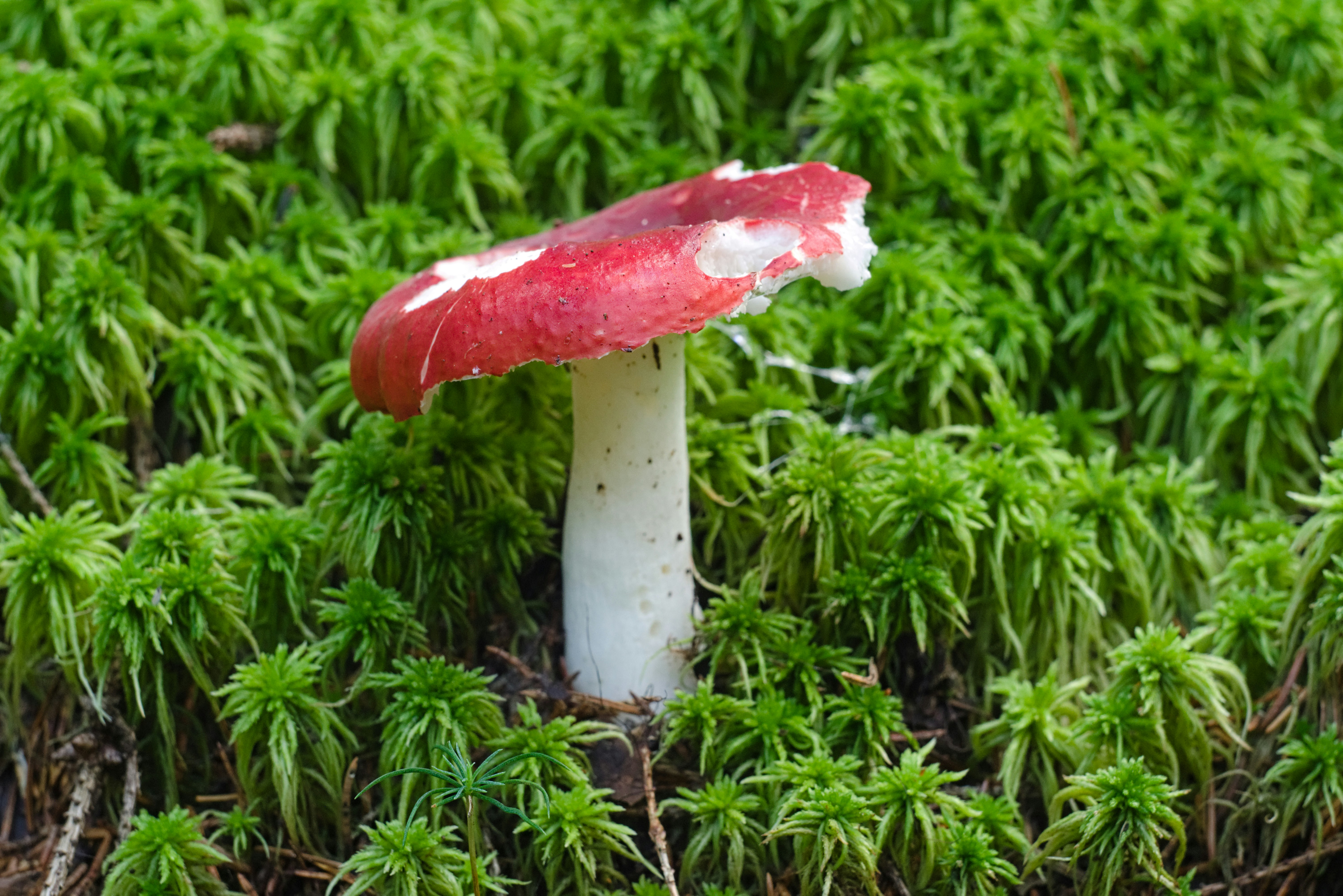 A mushroom rises from lush green moss.