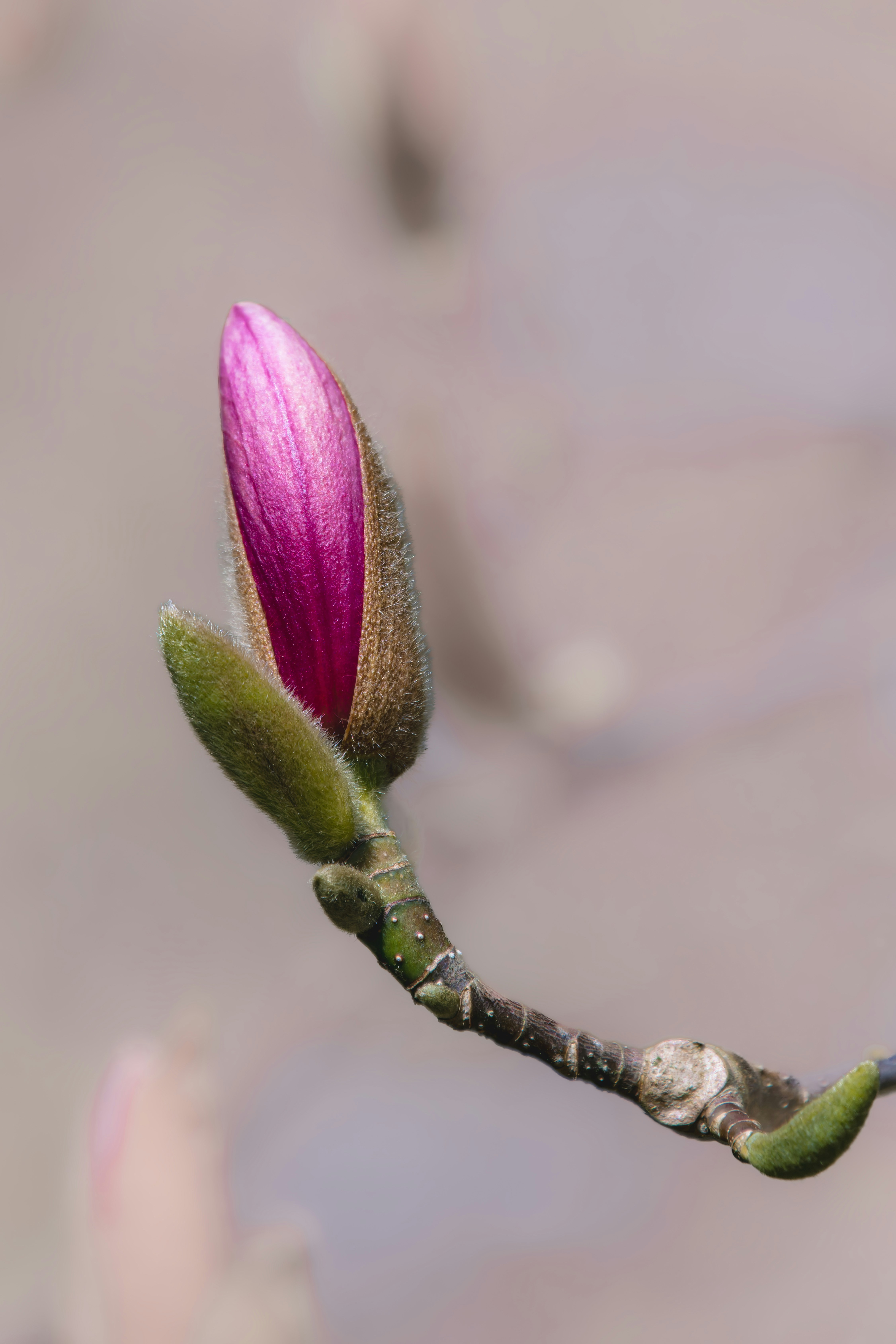 Photo by siegfriedpoepperl