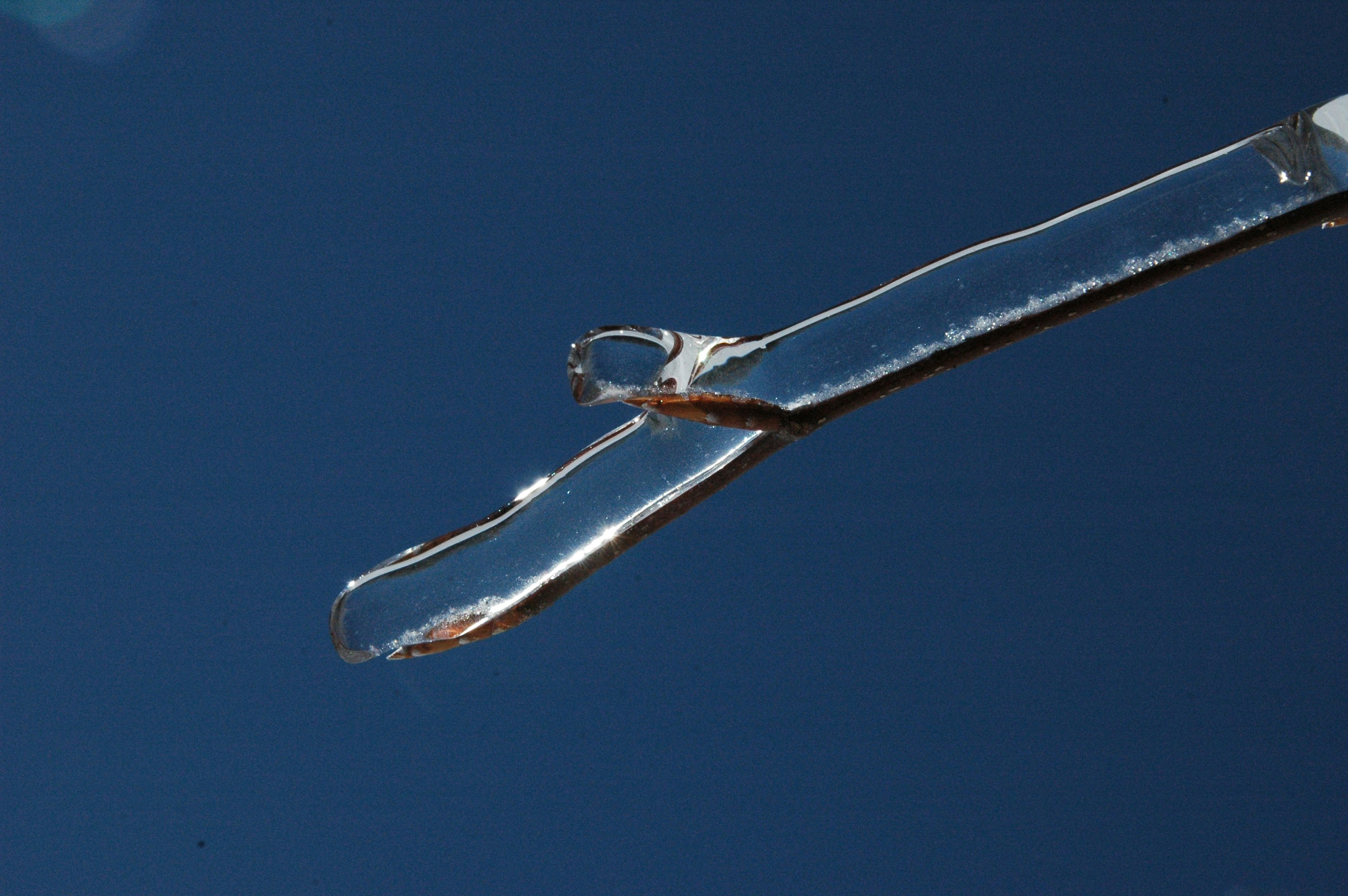 슈가글라이더 야행성 생활관리 이미지1