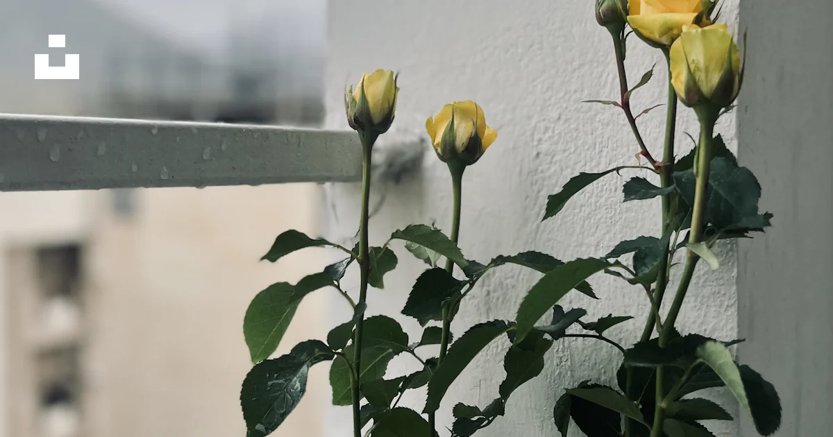 Yellow roses on a balcony with an overcast sky. photo – Free Flower ...