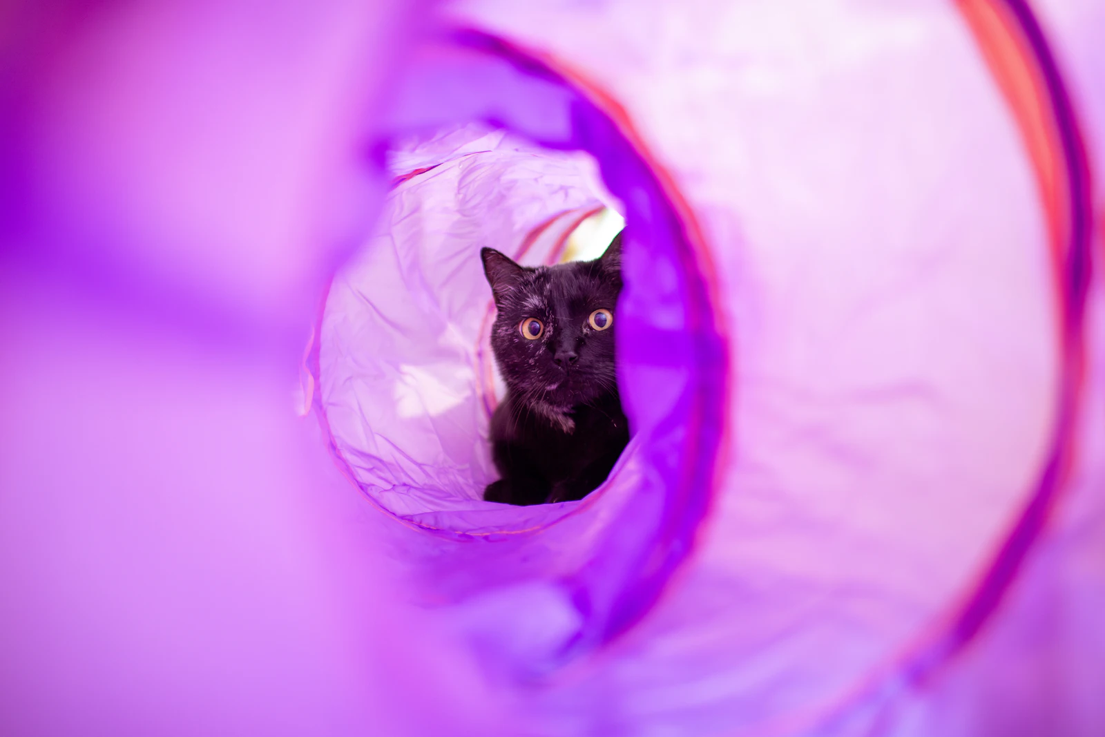 A black cat peeking out of a purple tunnel