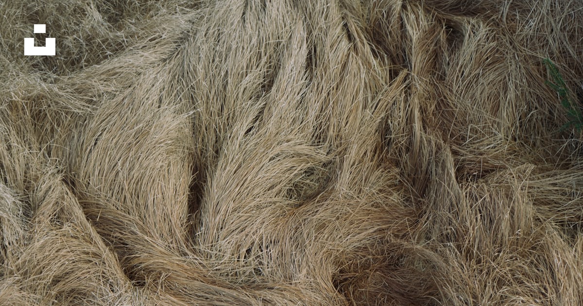 Dried grass or hay covers the ground. photo – Free Abstract Image on ...