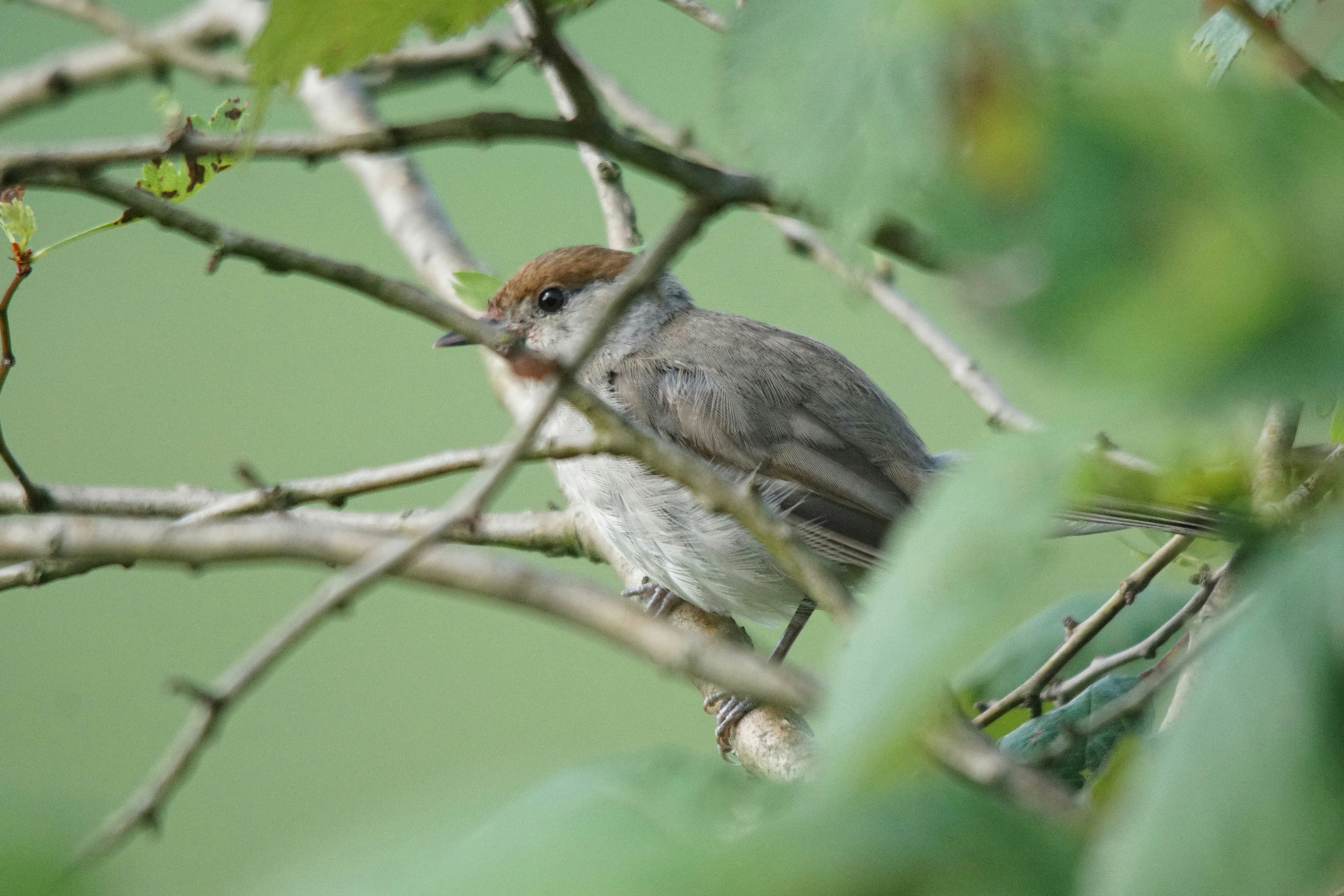 Photo by walterbrunnerfotos