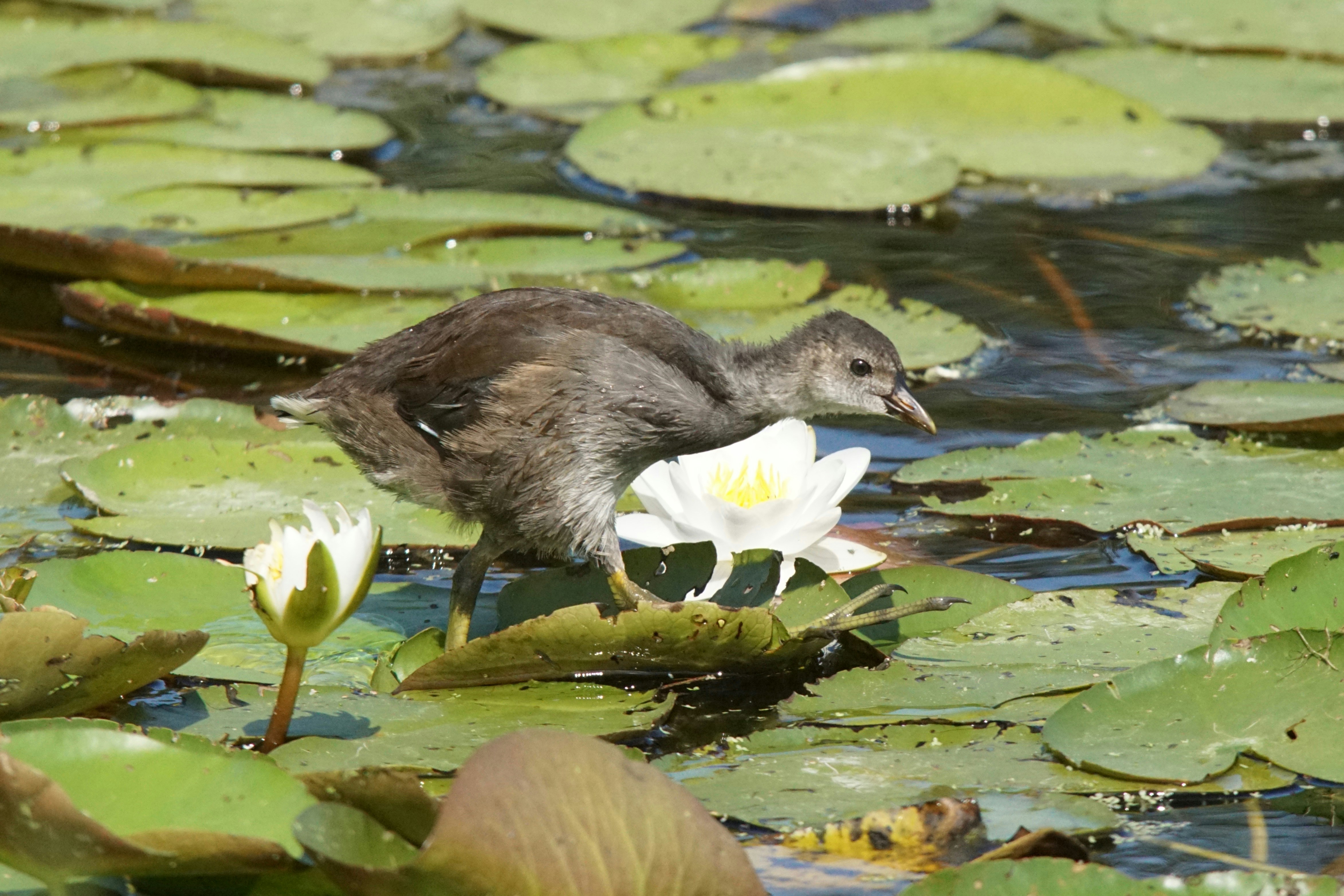 A baby bird walks among lily pads.