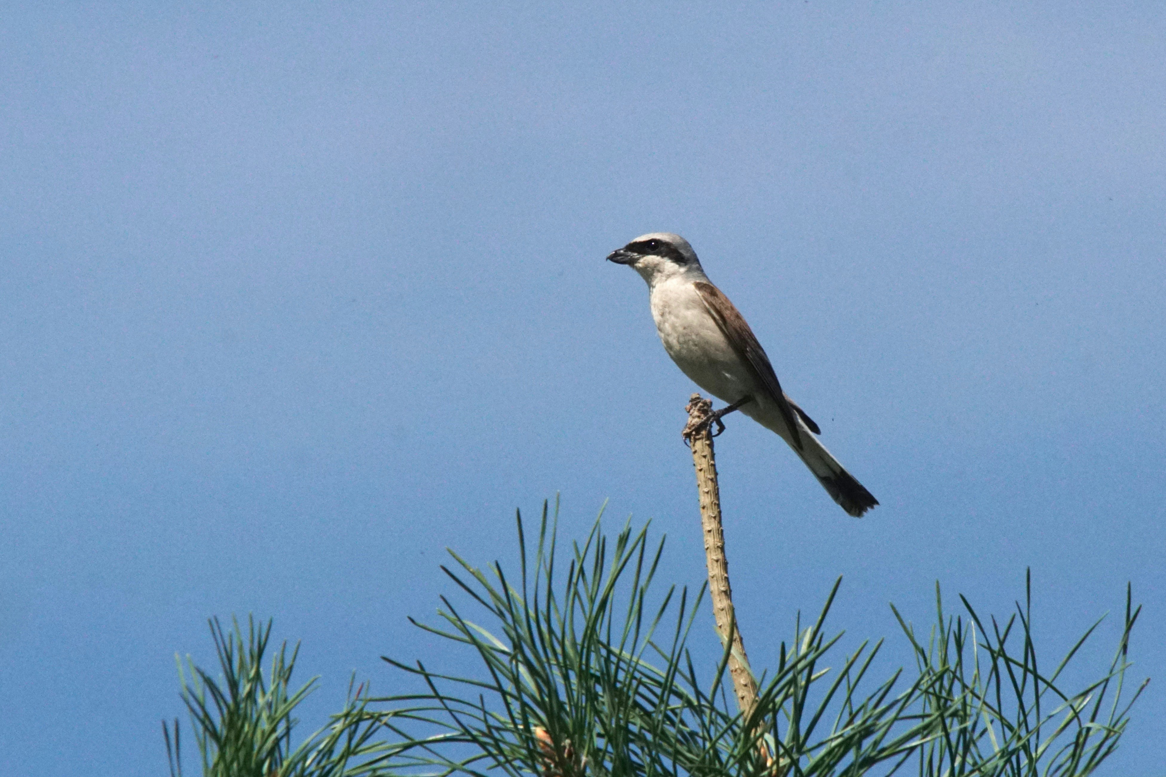 Photo by walterbrunnerfotos