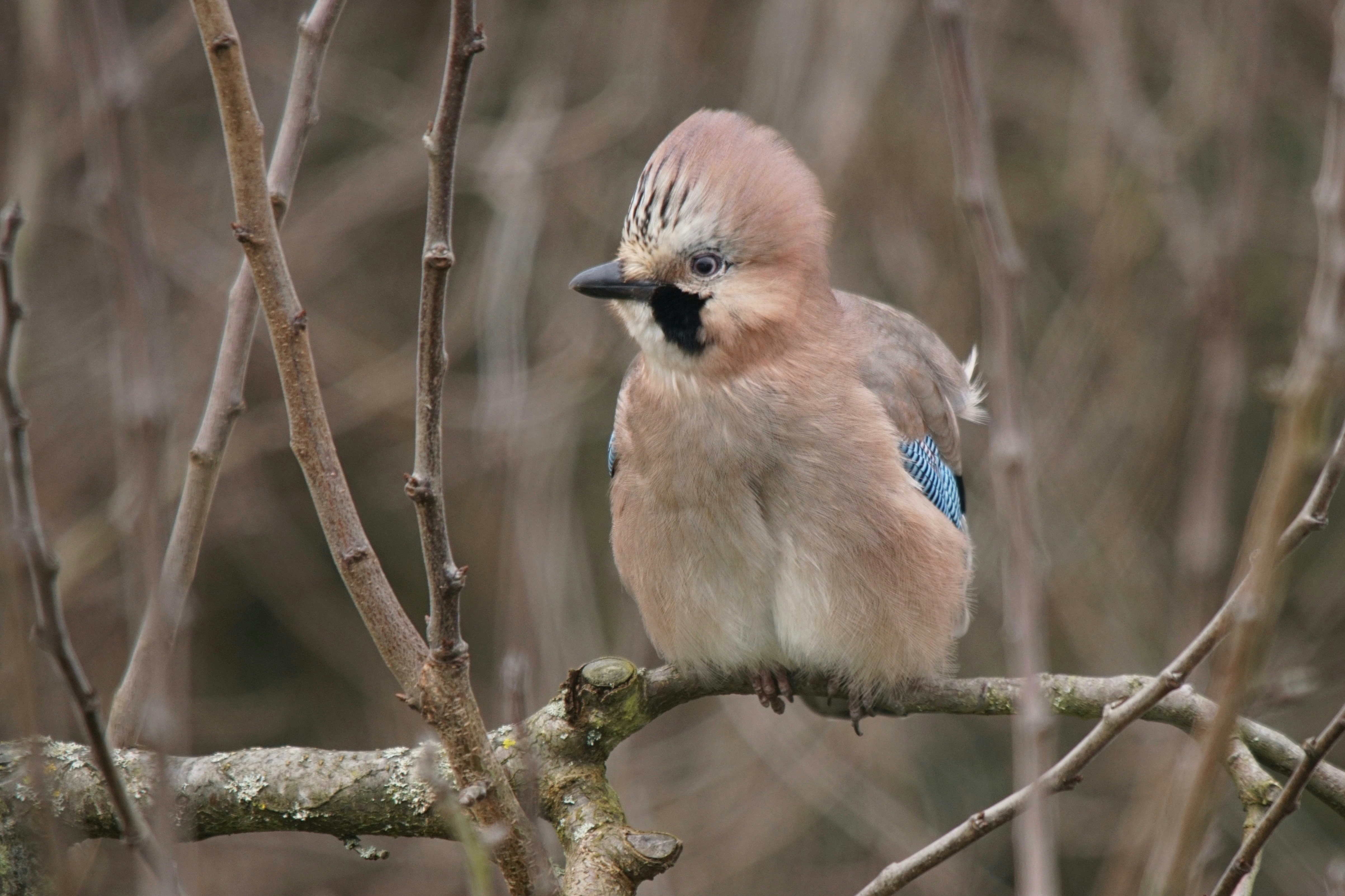 Photo by walterbrunnerfotos