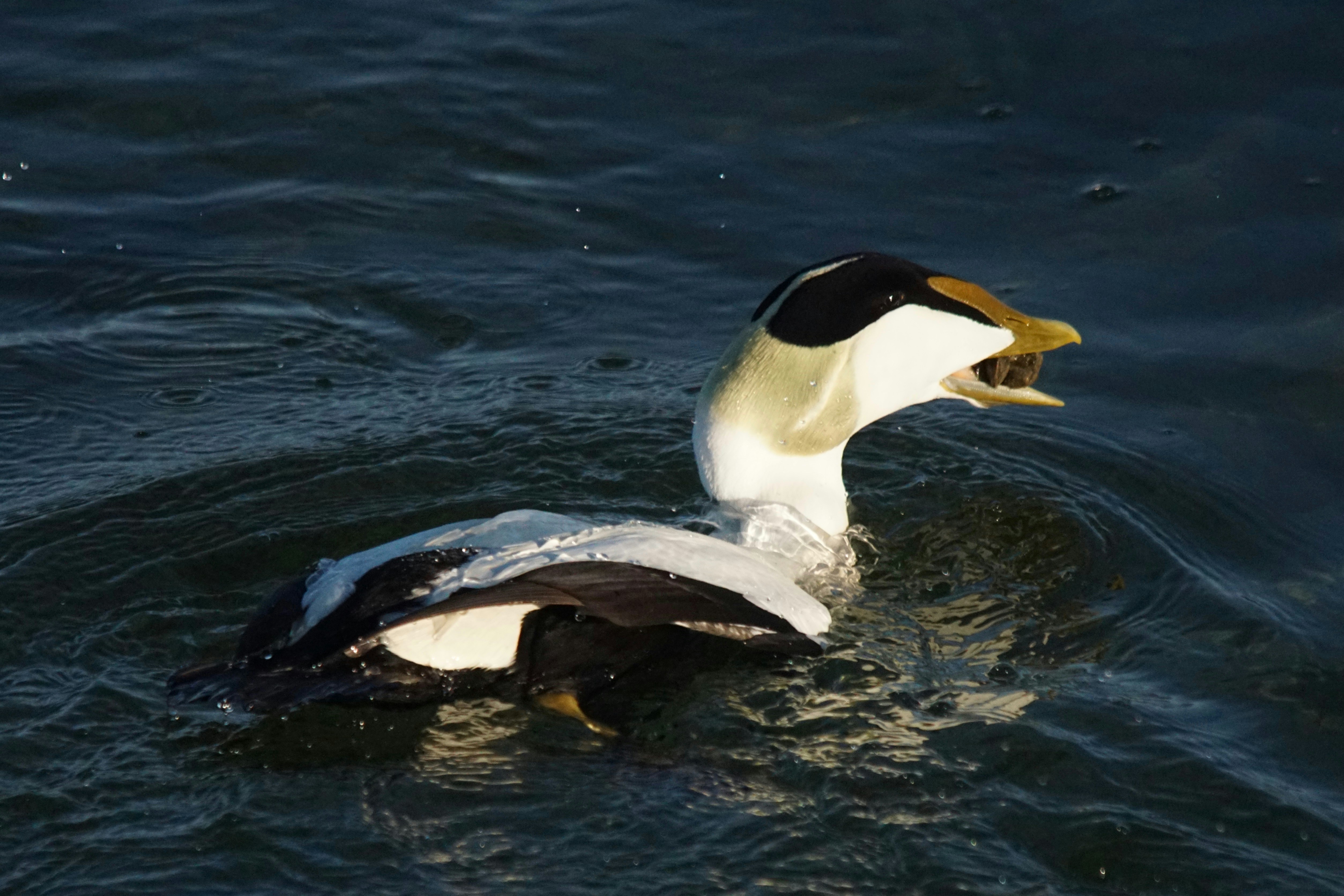 Photo by walterbrunnerfotos