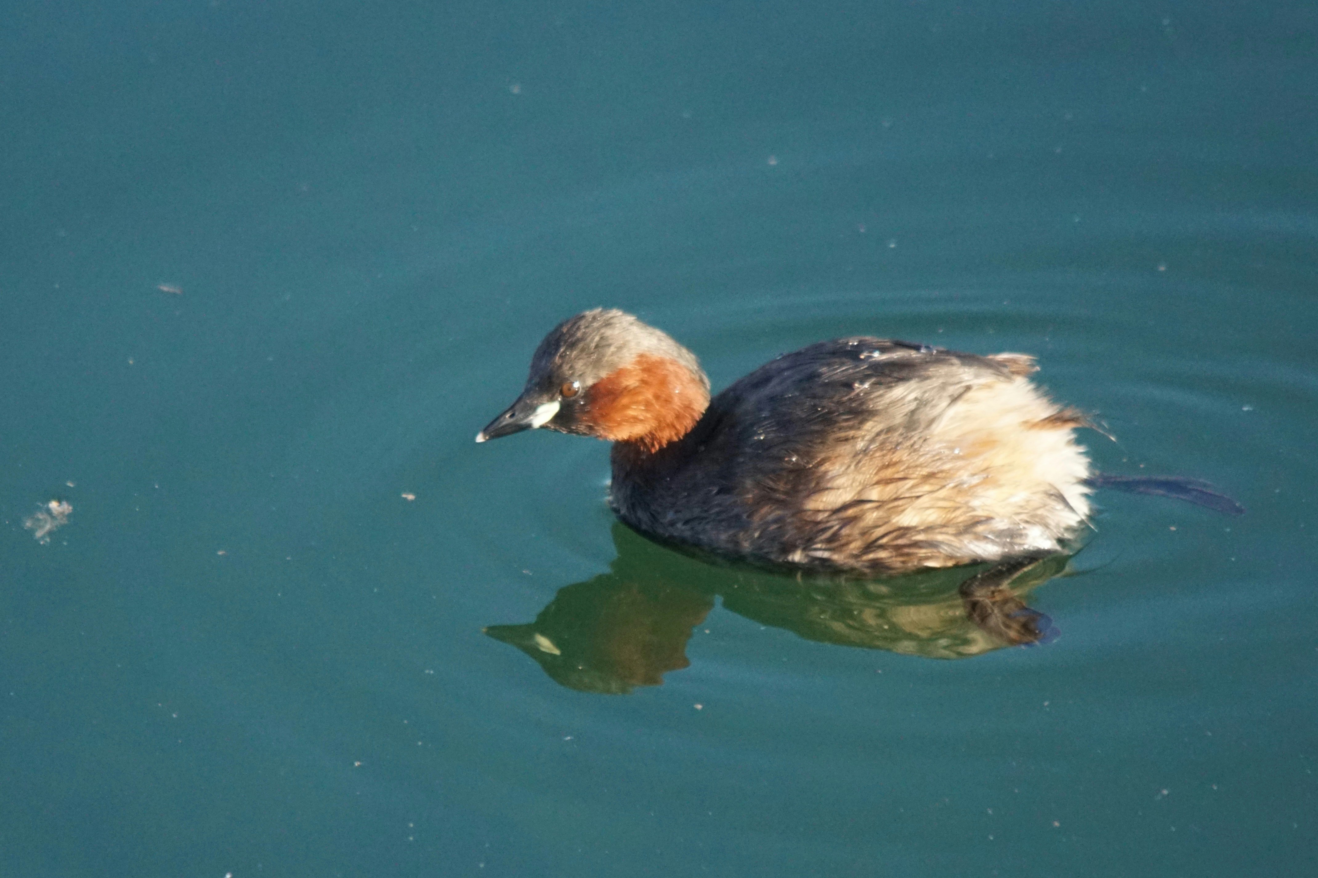 Photo by walterbrunnerfotos