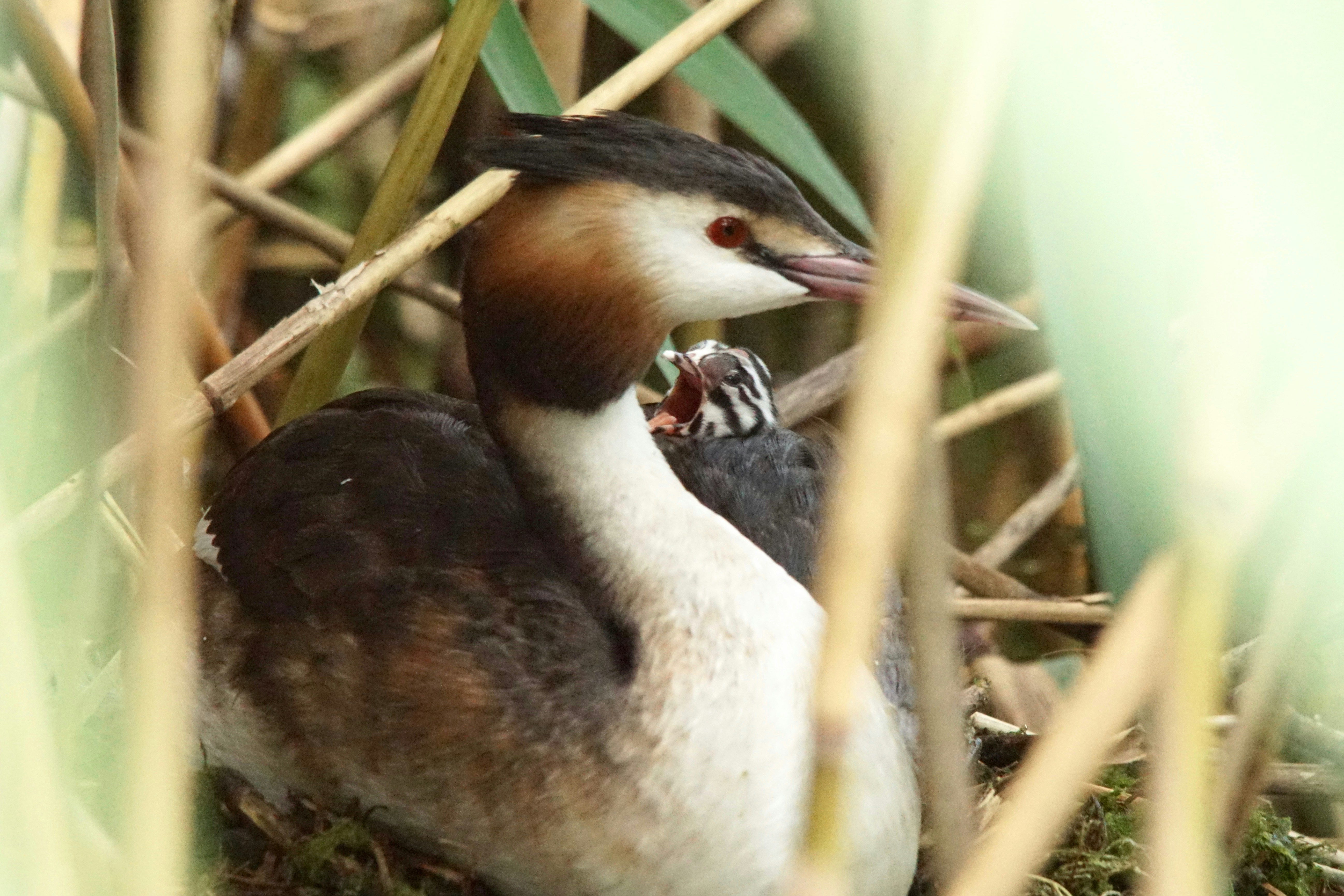 A great crested grebe sits with its chick.