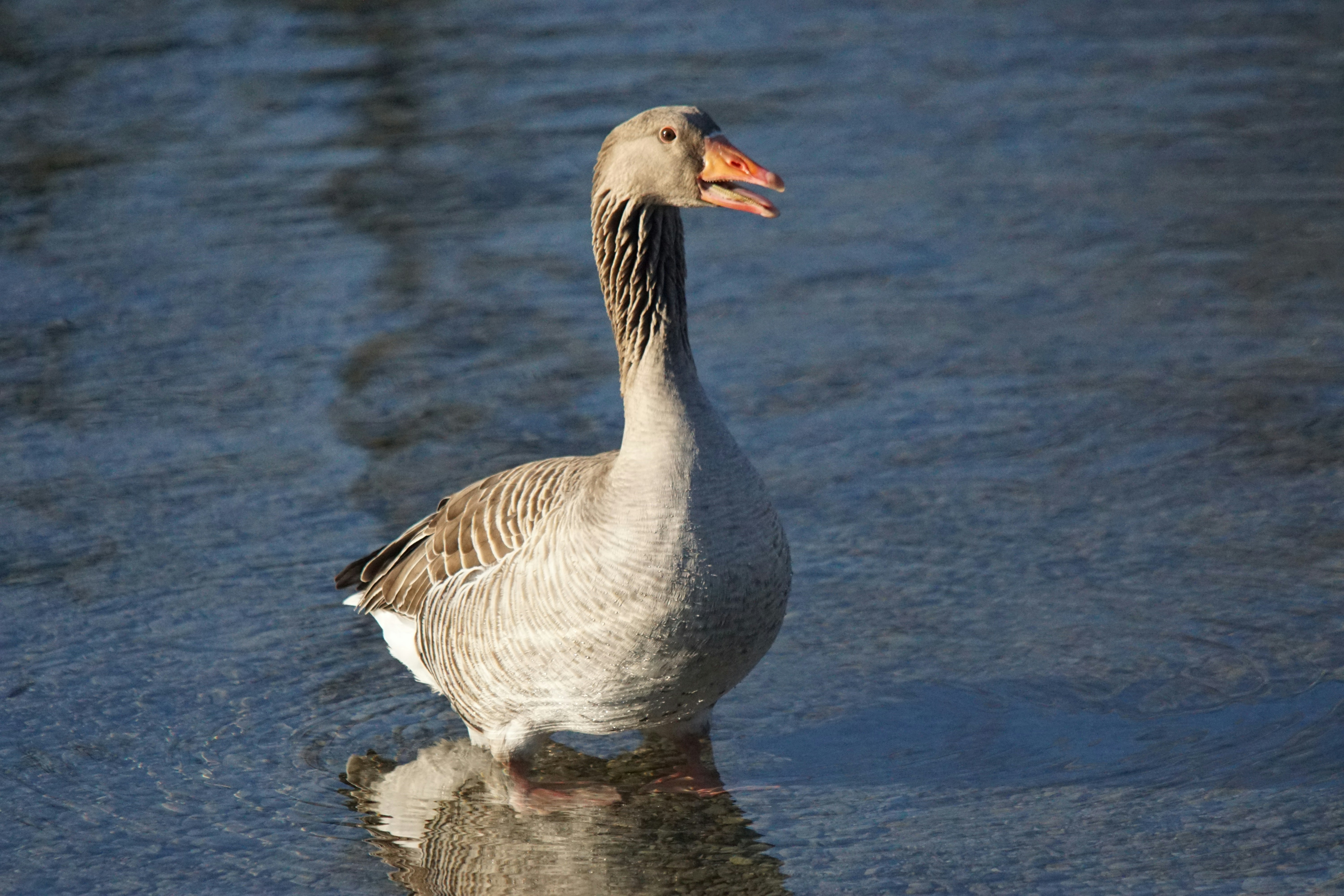 Photo by walterbrunnerfotos