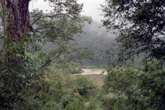 Misty landscape view through lush green foliage.