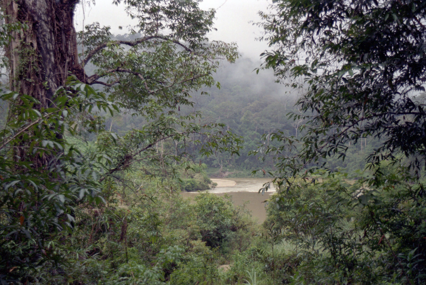 Misty tropical rainforest in Taman Negara National Park, Malaysia