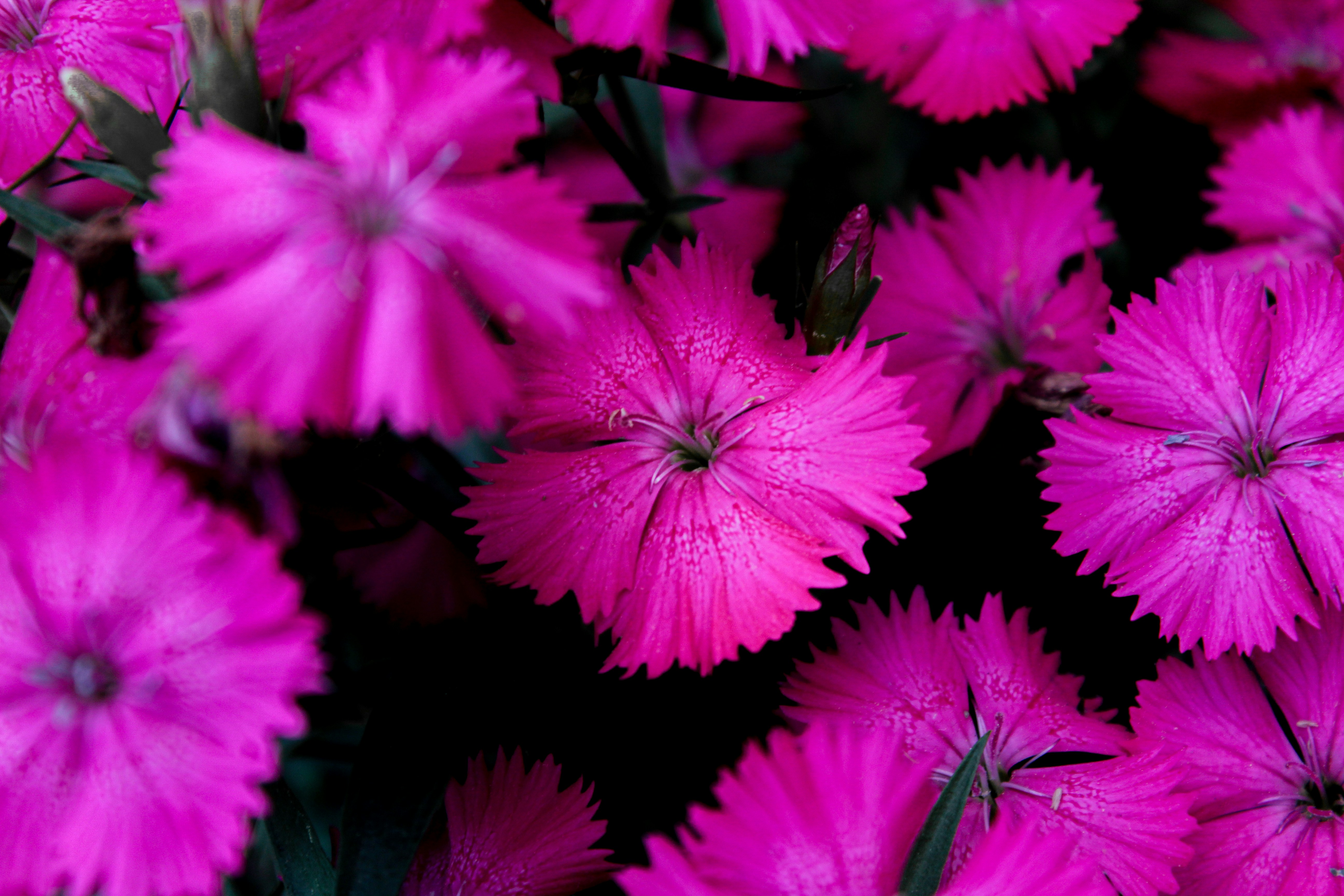 The Art of Documentaries: Capturing Resistance Through Print