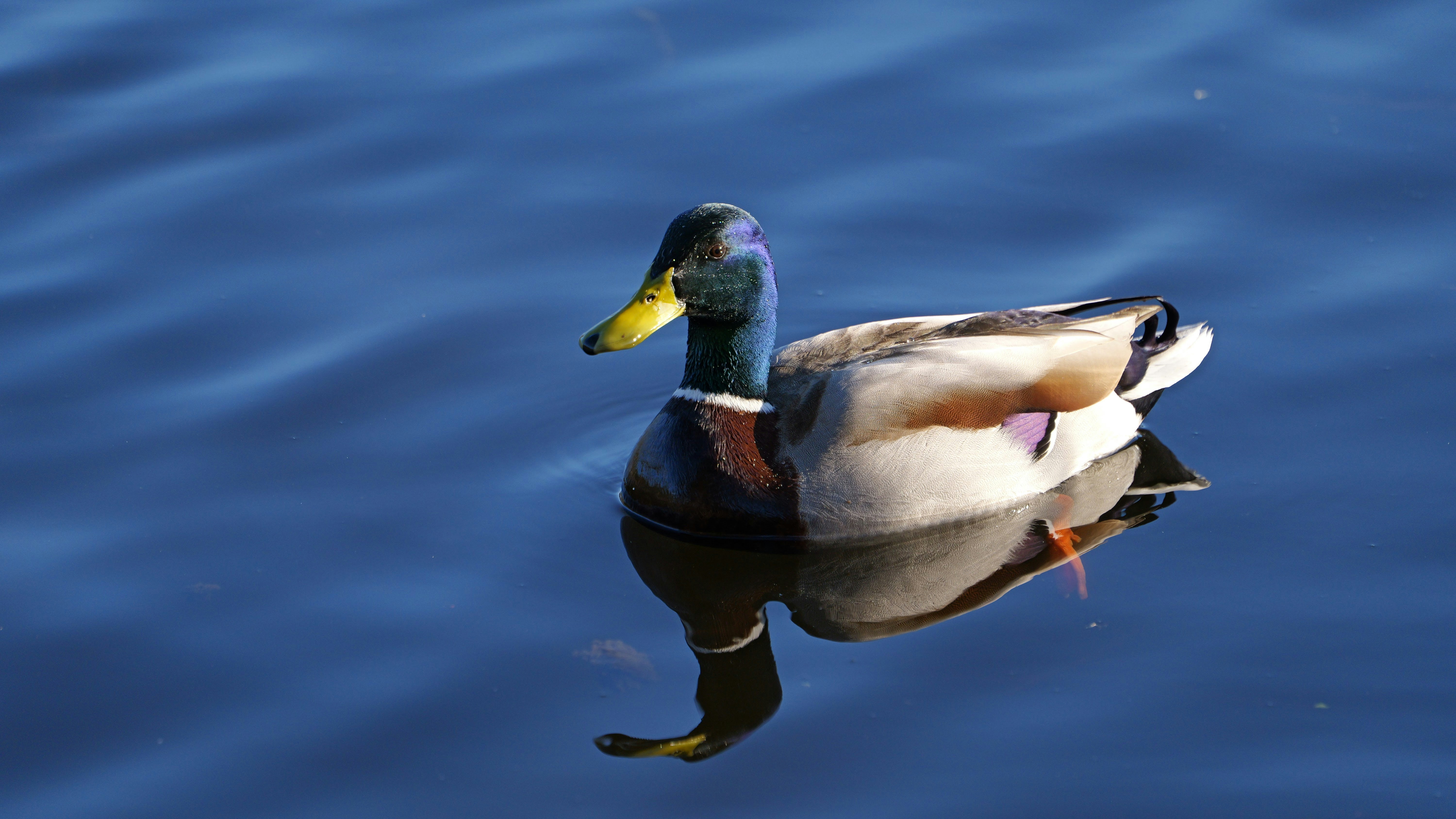 Un pato flota serenamente en el agua.