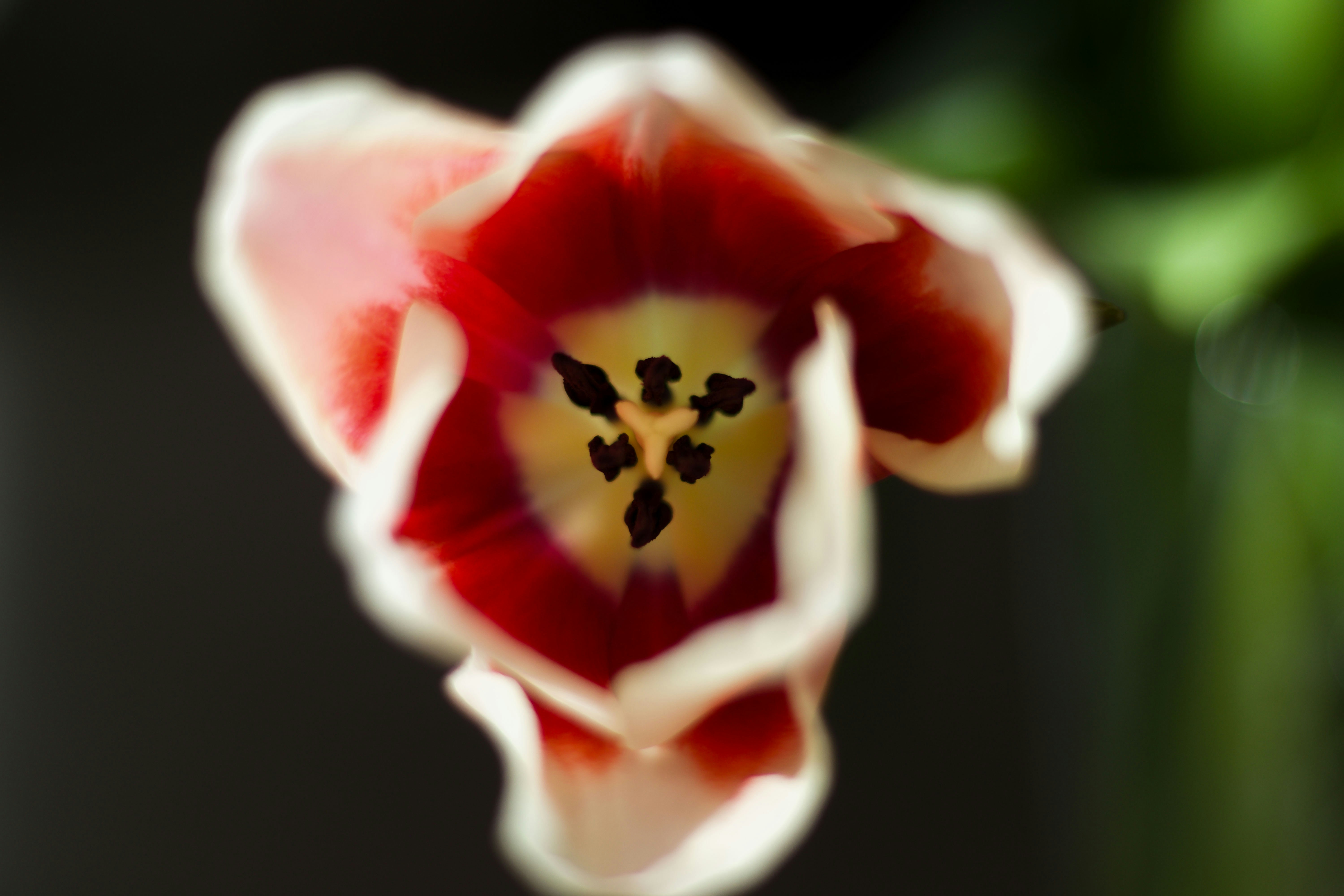 A beautiful tulip with red and white petals.