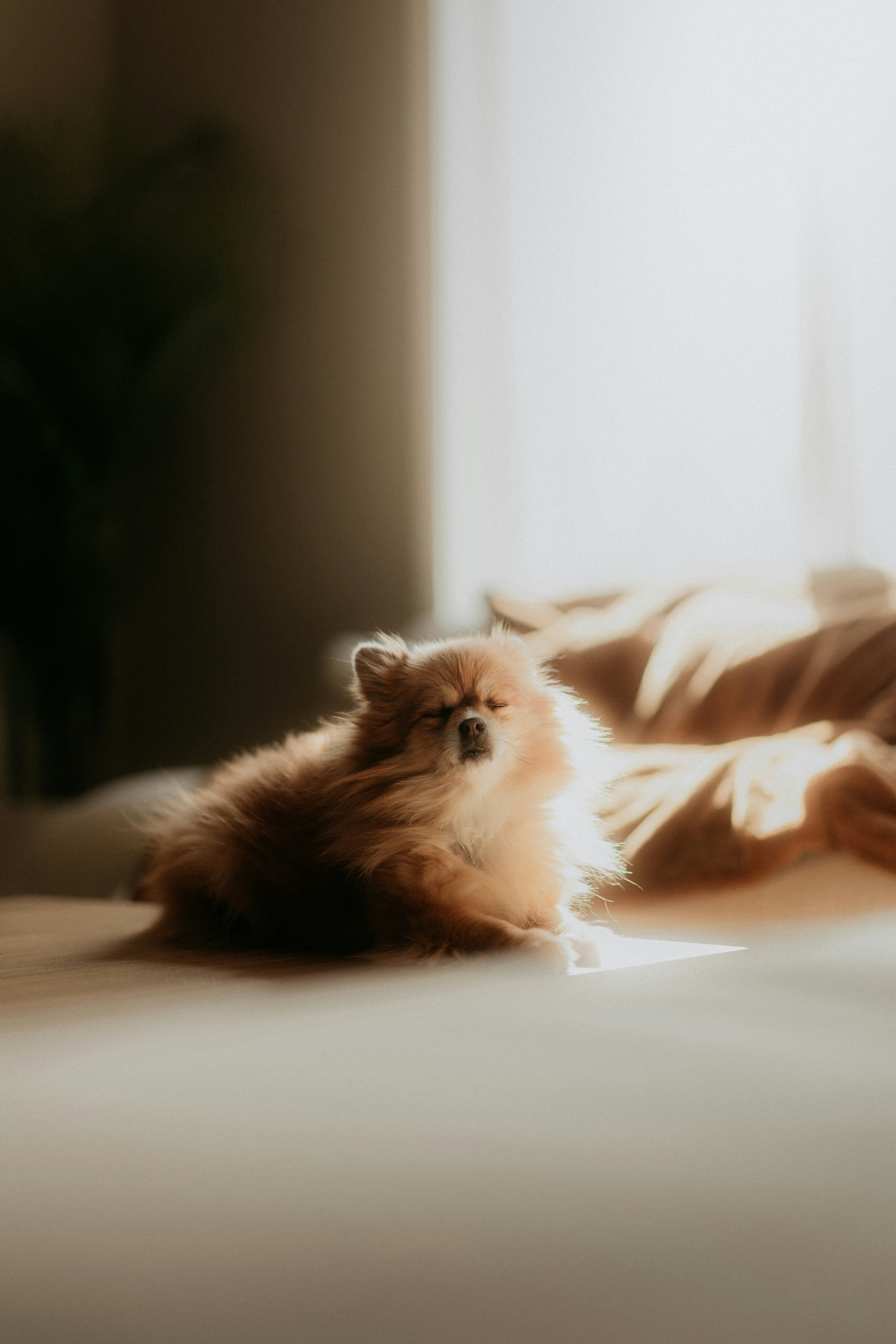 A fluffy dog relaxing in the sunlight.