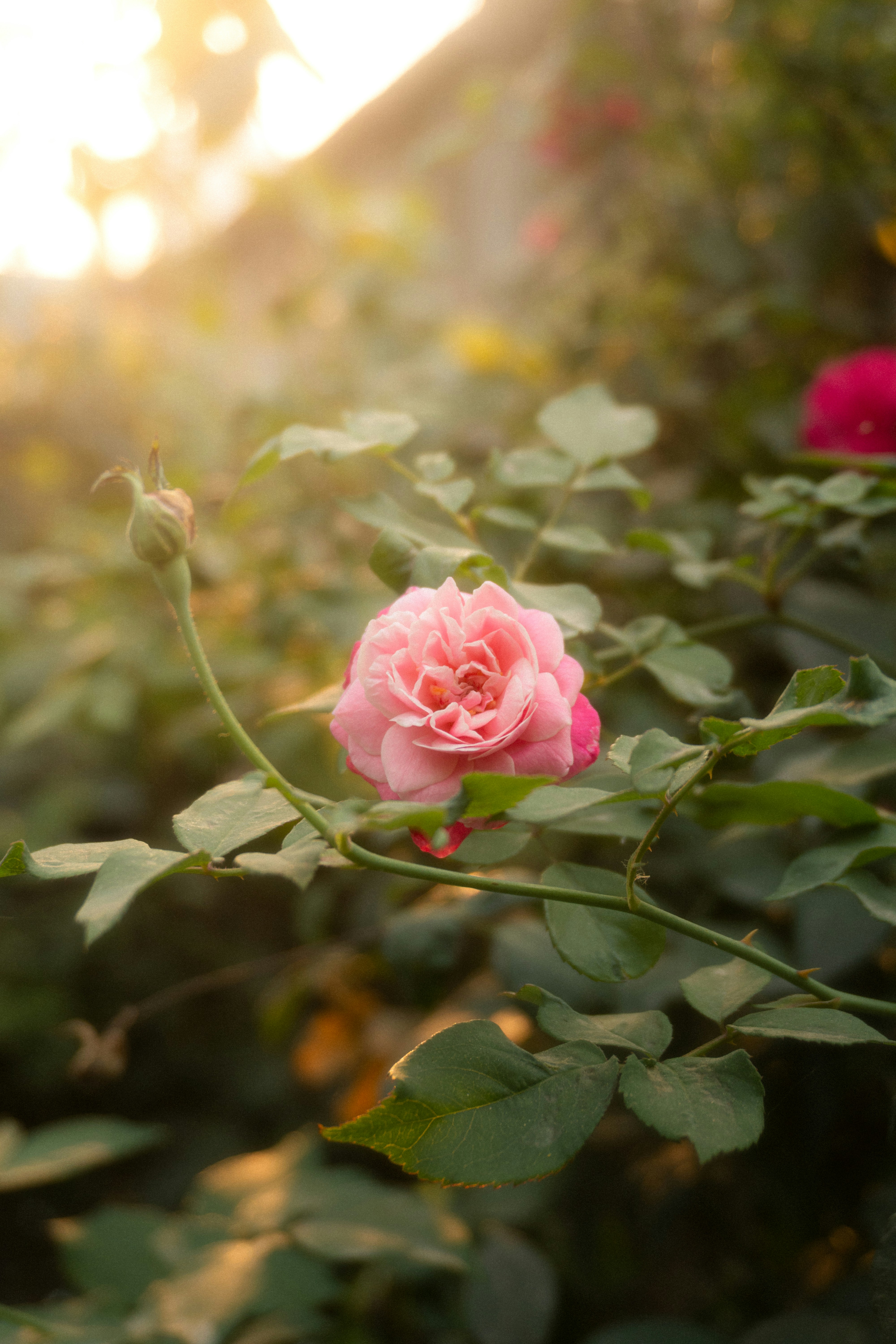 A pink rose blooms beautifully in the sunlight. photo – Free Flowers Image  on Unsplash, image size:3000x4500