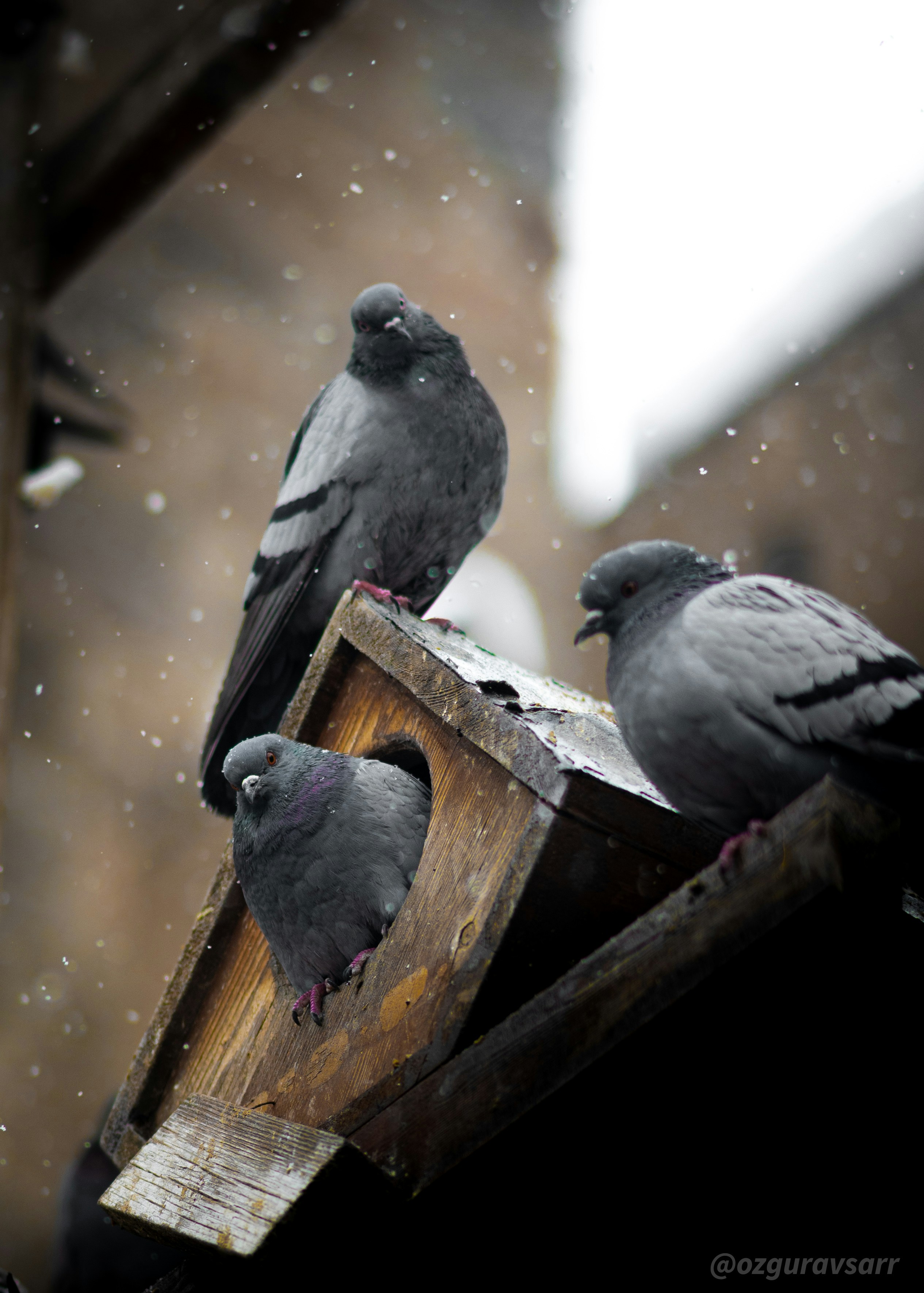 Trois pigeons se blottissent dans un nichoir enneigé.
